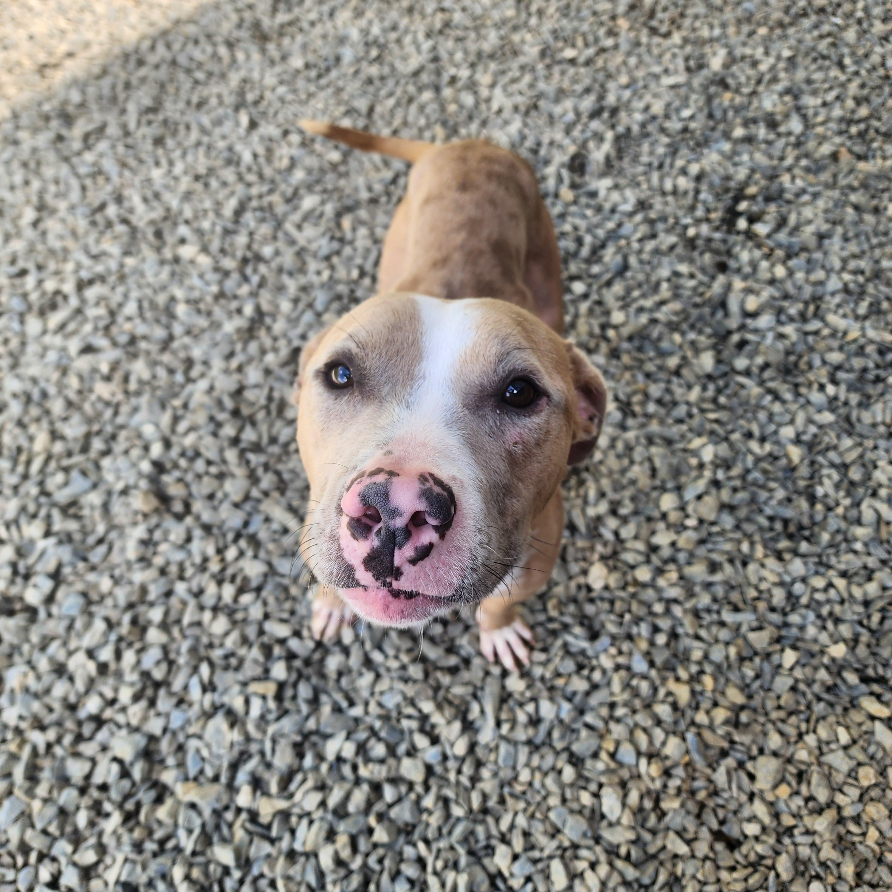 Enlarge Romeo, a Adoptable mixed breed in Carlise , AR image 2/4