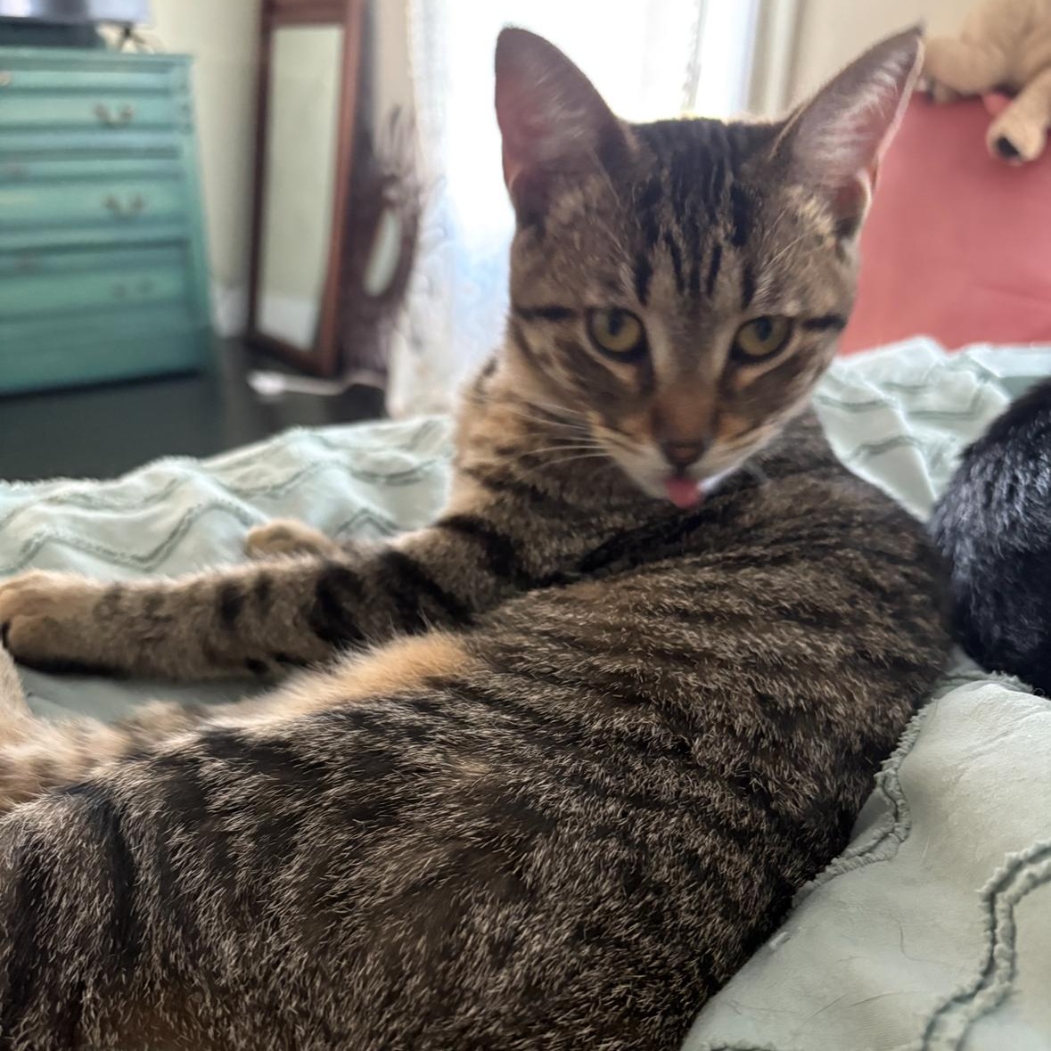 Enlarge Christina, a Adoptable Domestic Short Hair in Hudsonville, MI image 2/2