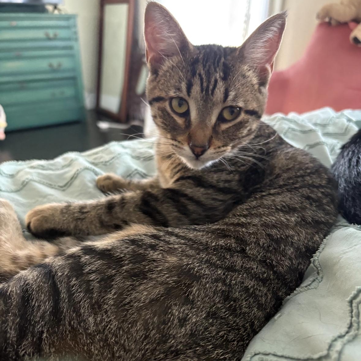 Christina, Adoptable, Kitten Female Domestic Short Hair.