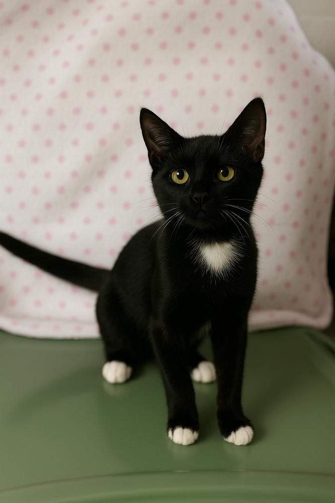 Mary, Adoptable, Kitten Female Domestic Short Hair.