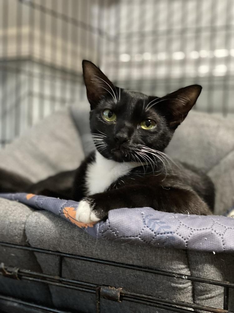 Enlarge Mary, a Adoptable Domestic Short Hair in DELTONA, FL image 2/5