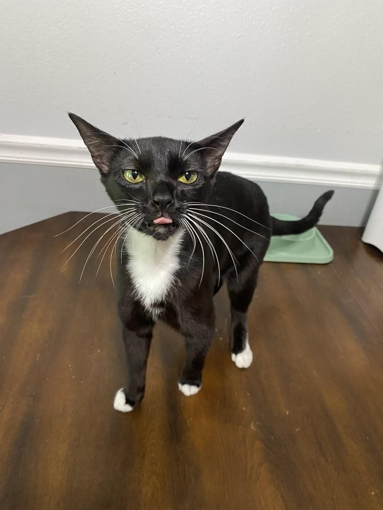 Enlarge Mary, a Adoptable Domestic Short Hair in DELTONA, FL image 4/5