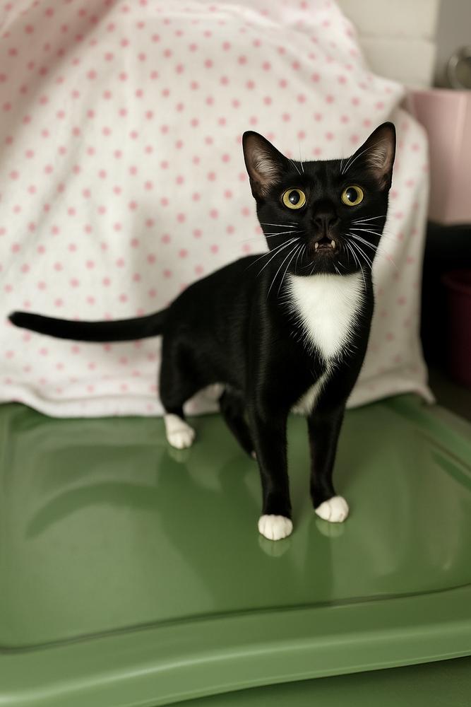 Enlarge Mary, a Adoptable Domestic Short Hair in DELTONA, FL image 5/5