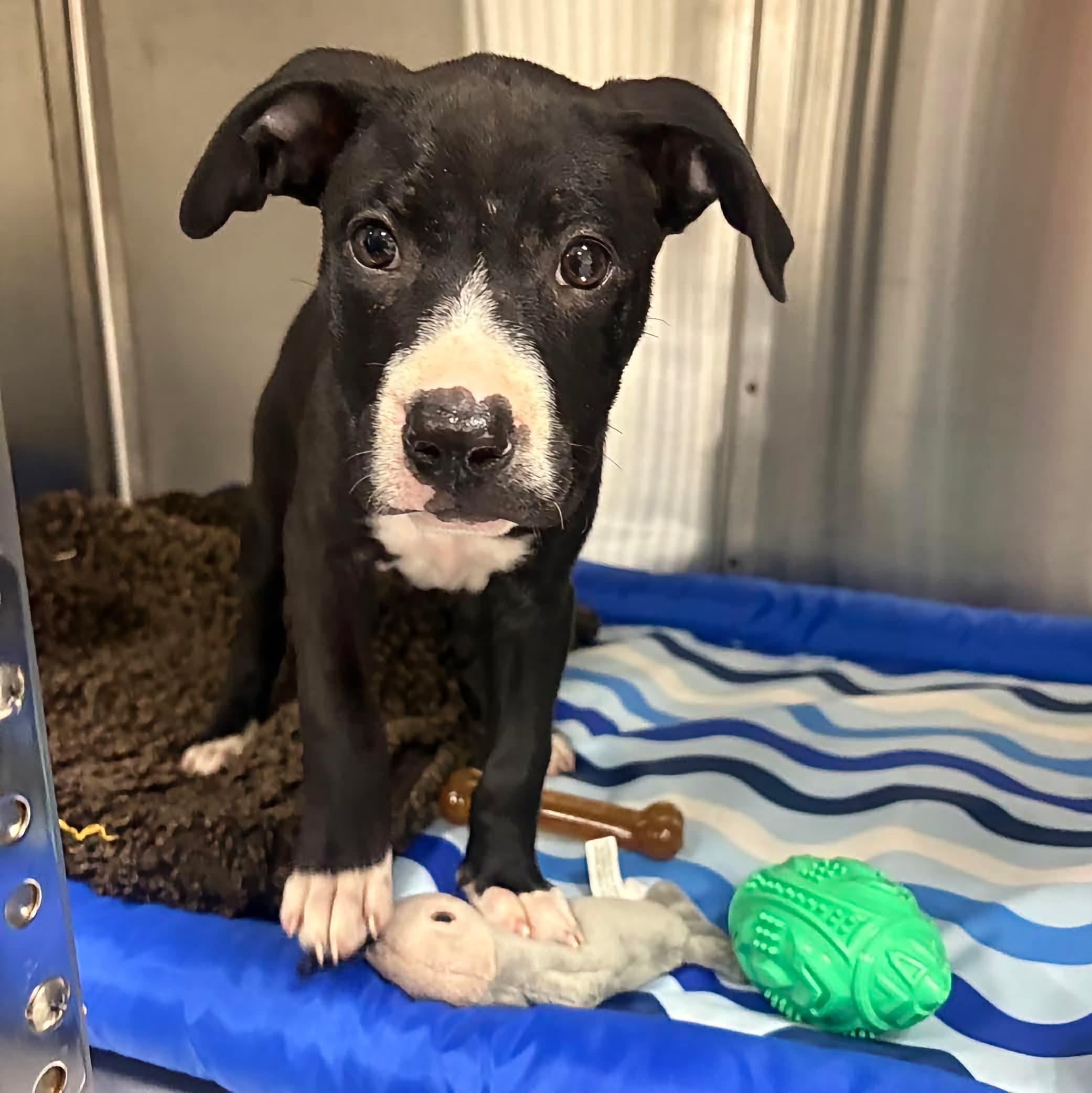 Licorice, adopted, Puppy Female Pit Bull Terrier & Mixed Breed.