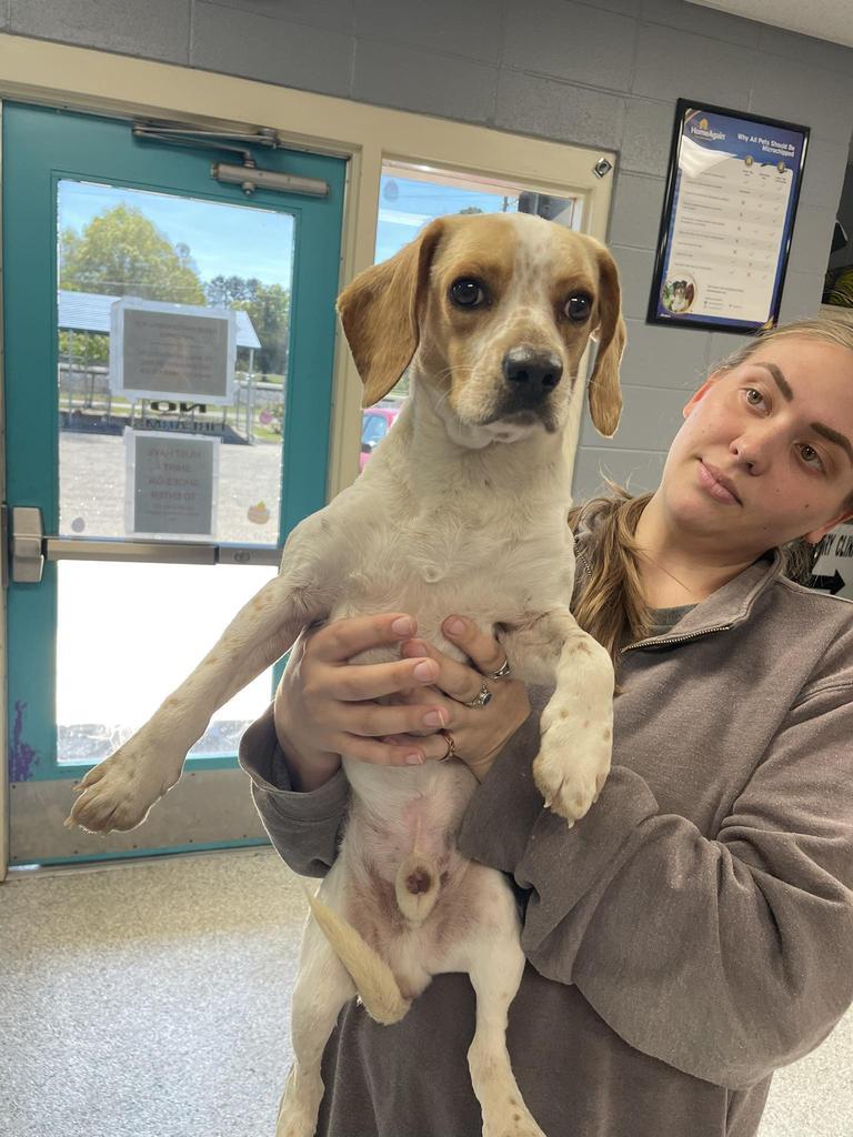 Hank, Adoptable, Young Male Beagle.