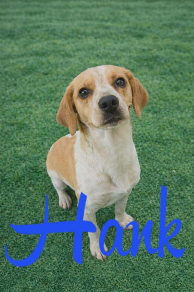 Enlarge Hank, a Adoptable Beagle in Livingston, LA image 2/2