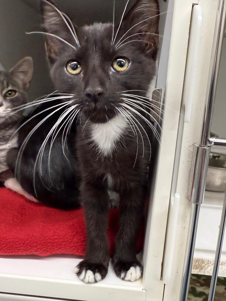 Cera, Adopted, Young Female Domestic Short Hair.