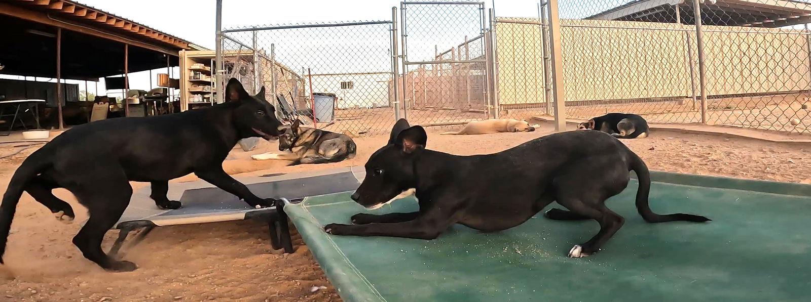 Enlarge Porter, a Adoptable Chihuahua in Queen Creek, AZ image 1/3