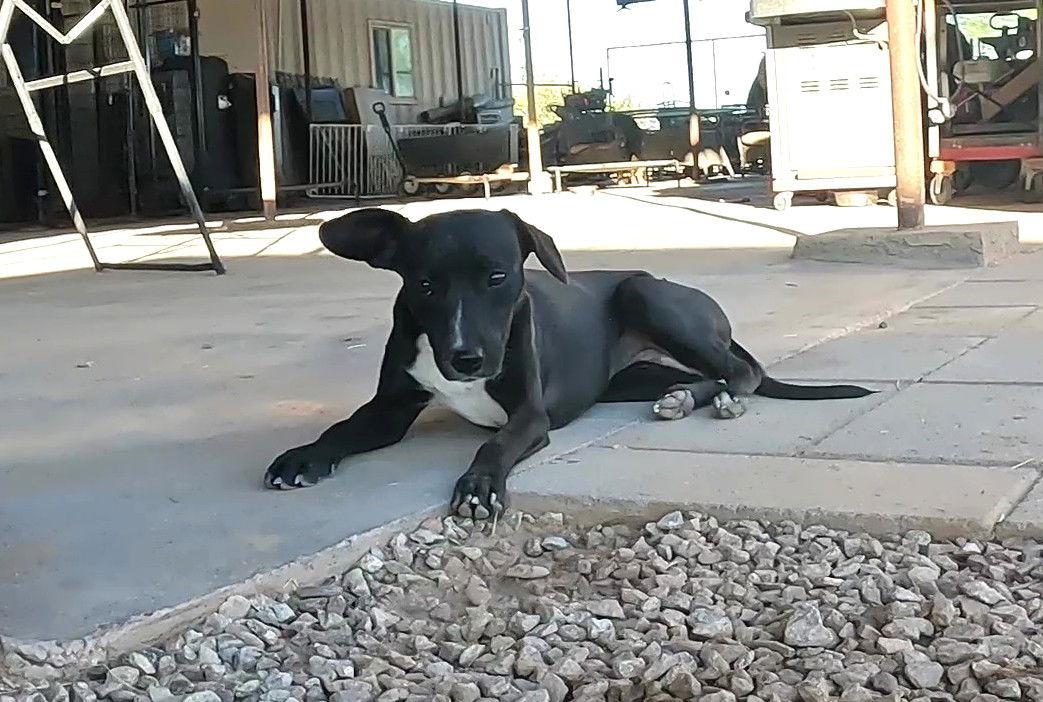 Enlarge Porter, a Adoptable Chihuahua in Queen Creek, AZ image 2/3