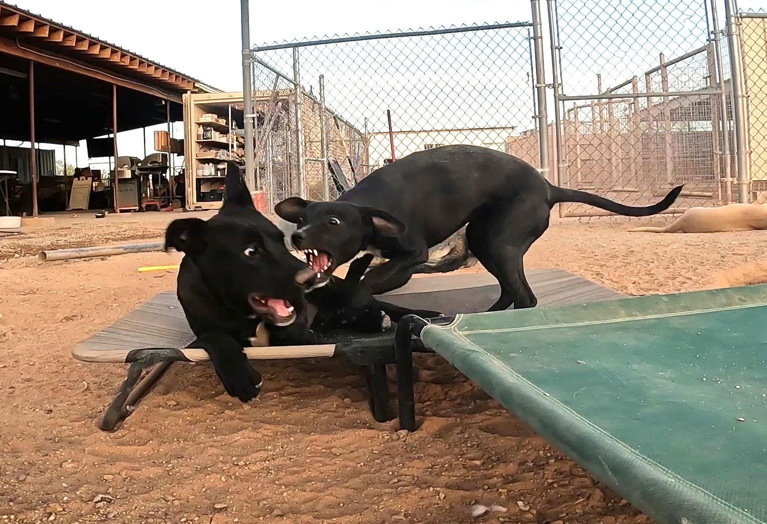 Enlarge Porter, a Adoptable Chihuahua in Queen Creek, AZ image 3/3
