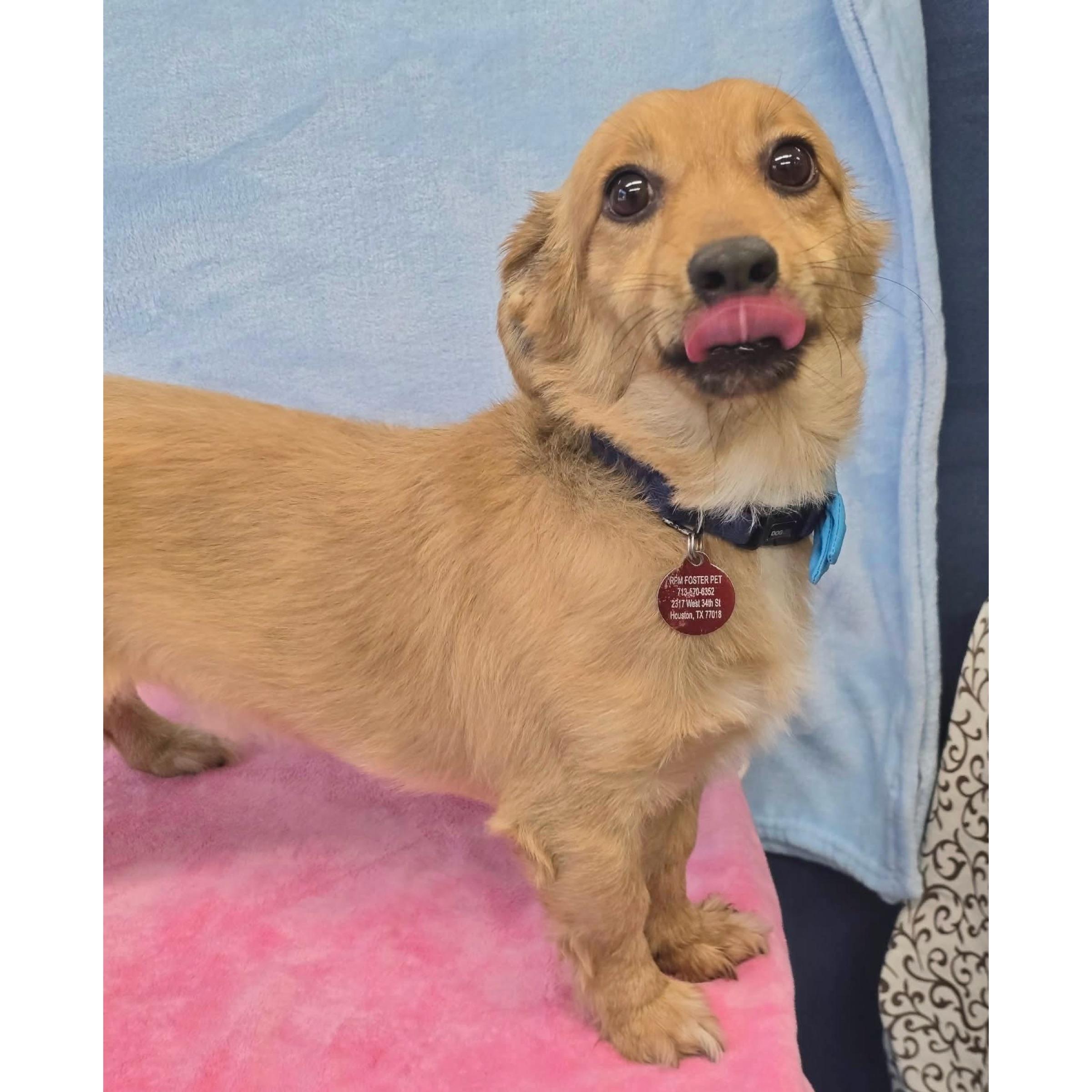 Cooper, ADOPTABLE, Adult Male Dachshund & Chihuahua.