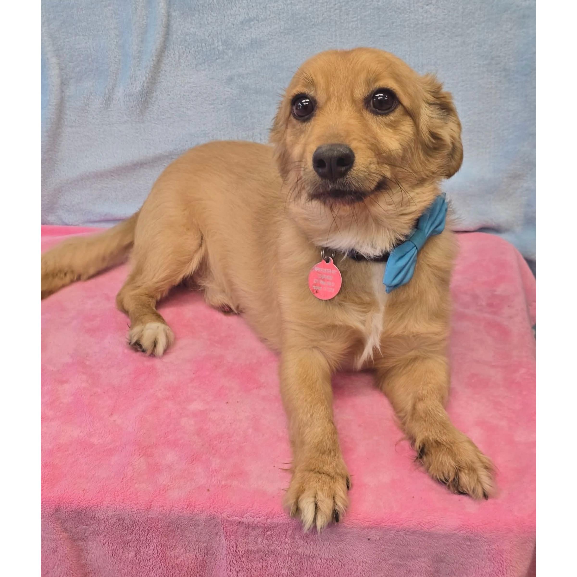 Cooper, a ADOPTABLE mixed breed in Boulder, CO image 3/4