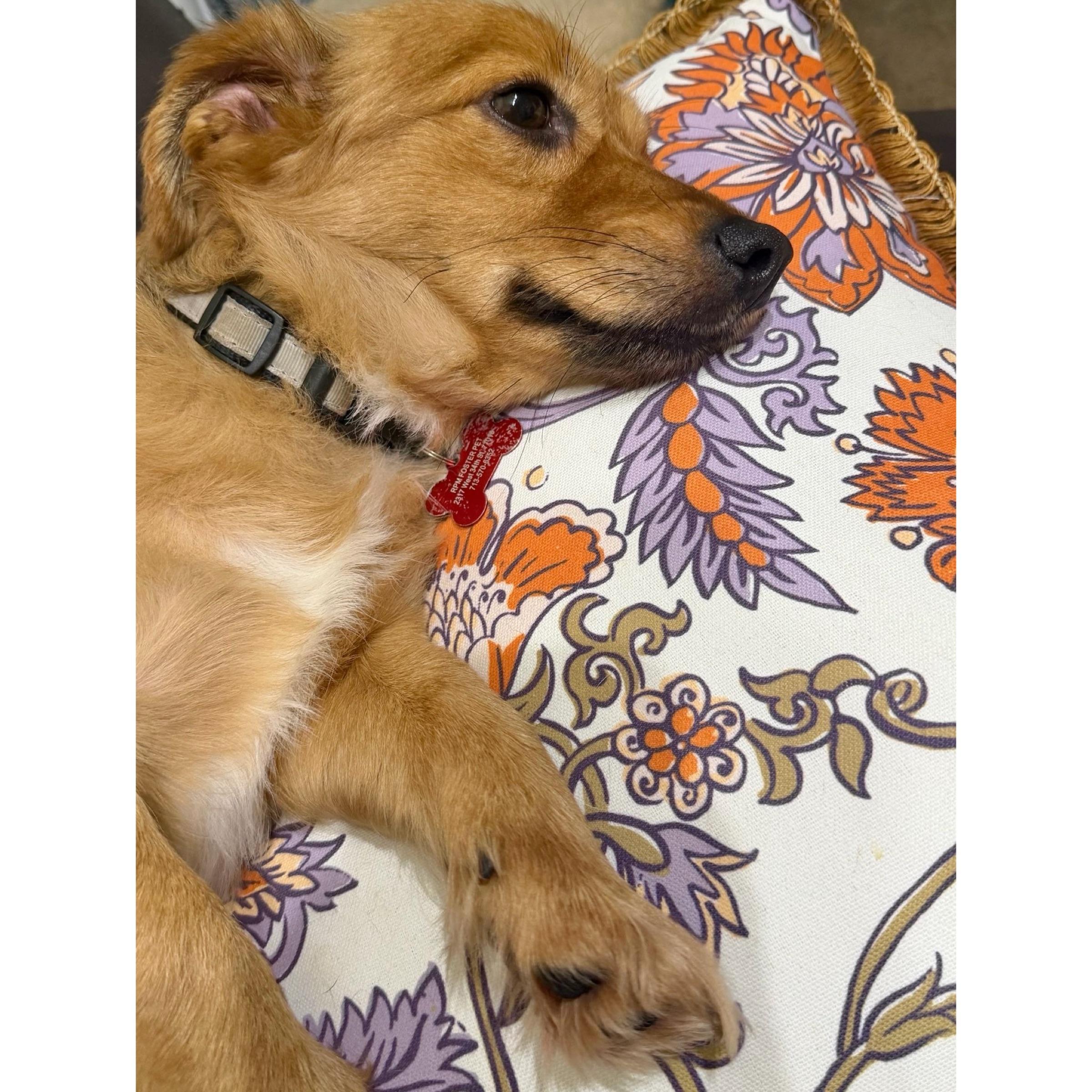 Cooper, a ADOPTABLE mixed breed in Boulder, CO image 4/4