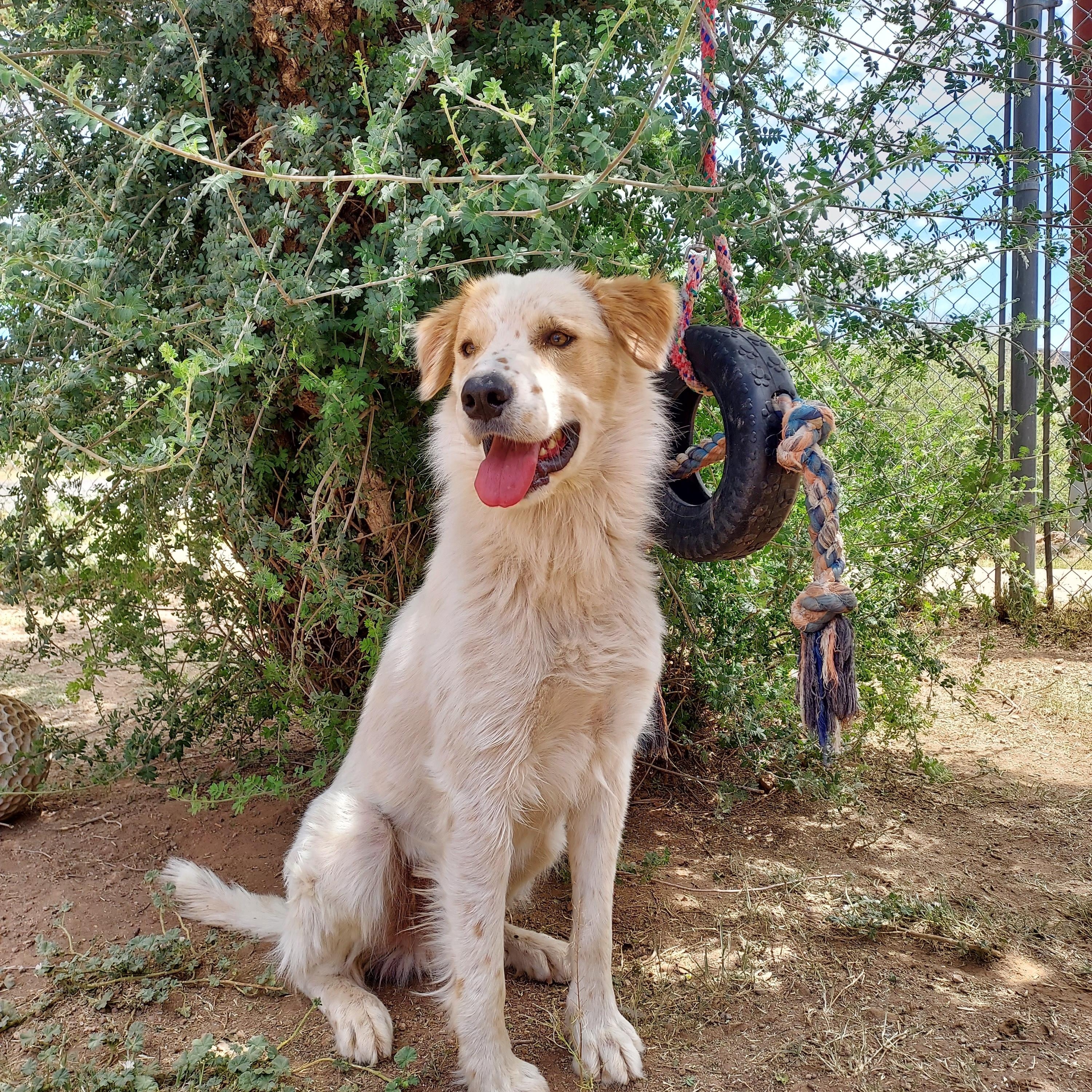 Moose, ADOPTABLE, Adult Male Australian Cattle Dog / Blue Heeler & Great Pyrenees.