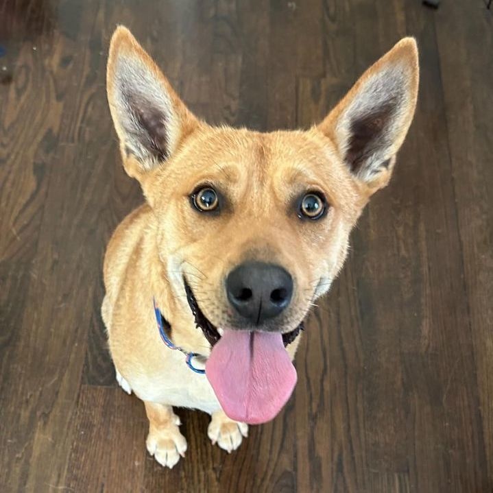 Dog for adoption CLYDE, a Mixed Breed in Pembroke, MA Petfinder