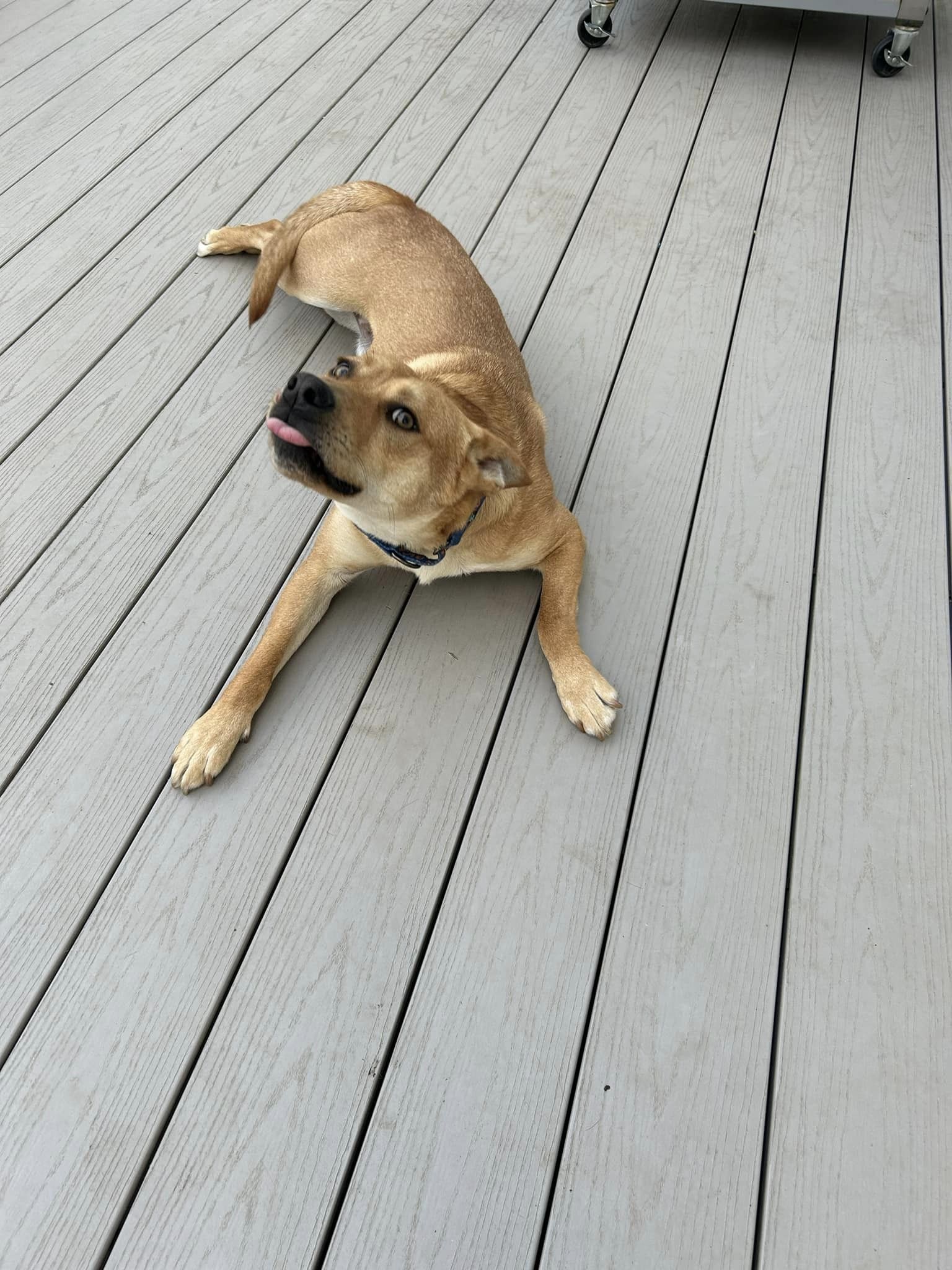 Dog for adoption CLYDE, a Mixed Breed in Pembroke, MA Petfinder