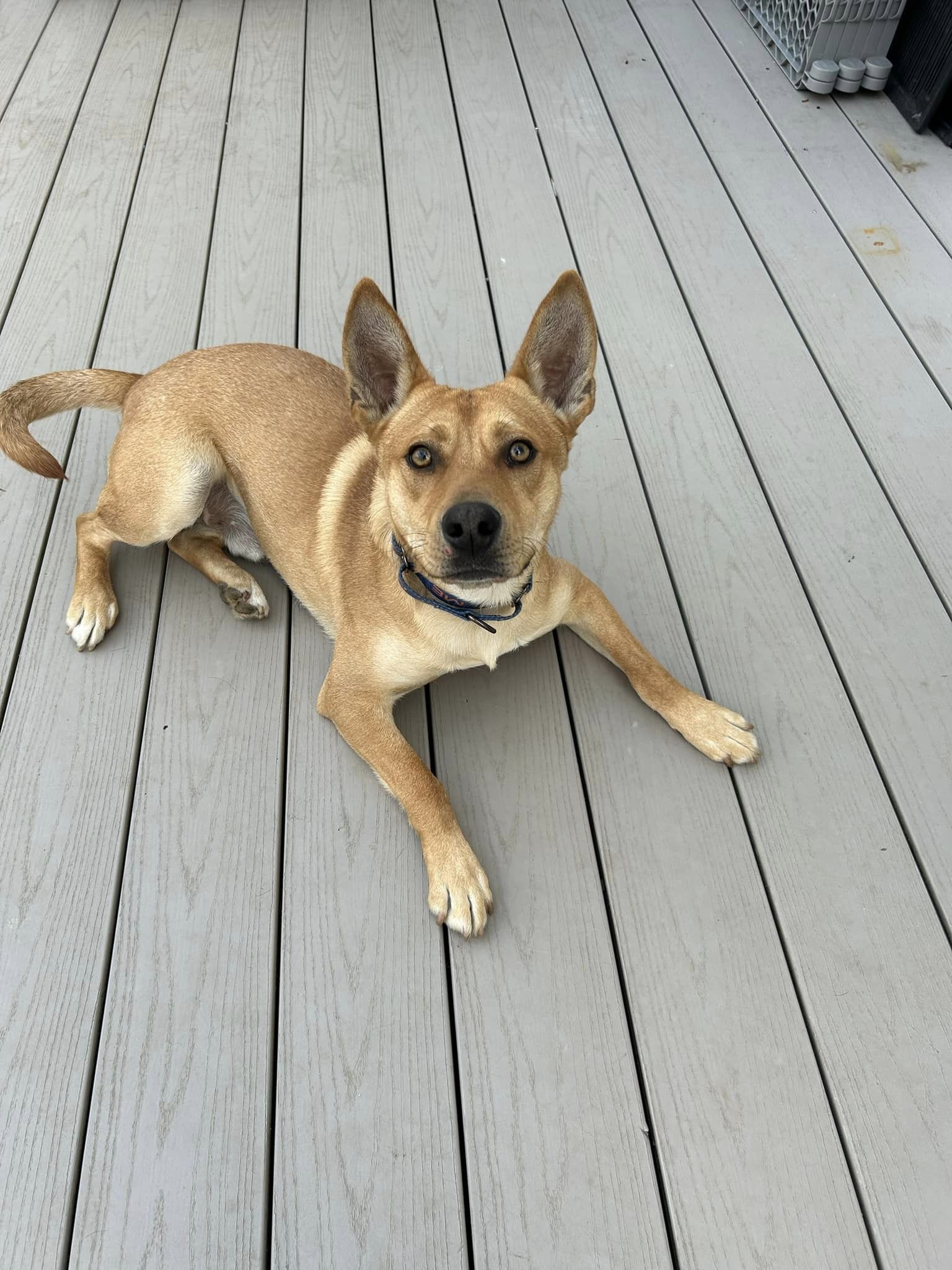 Dog for adoption CLYDE, a Mixed Breed in Pembroke, MA Petfinder