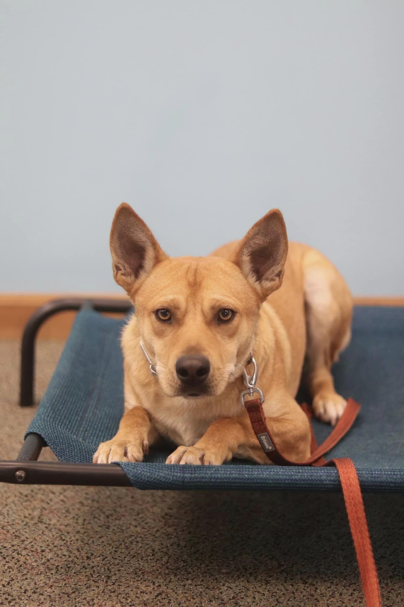 Dog for adoption CLYDE, a Mixed Breed in Pembroke, MA Petfinder