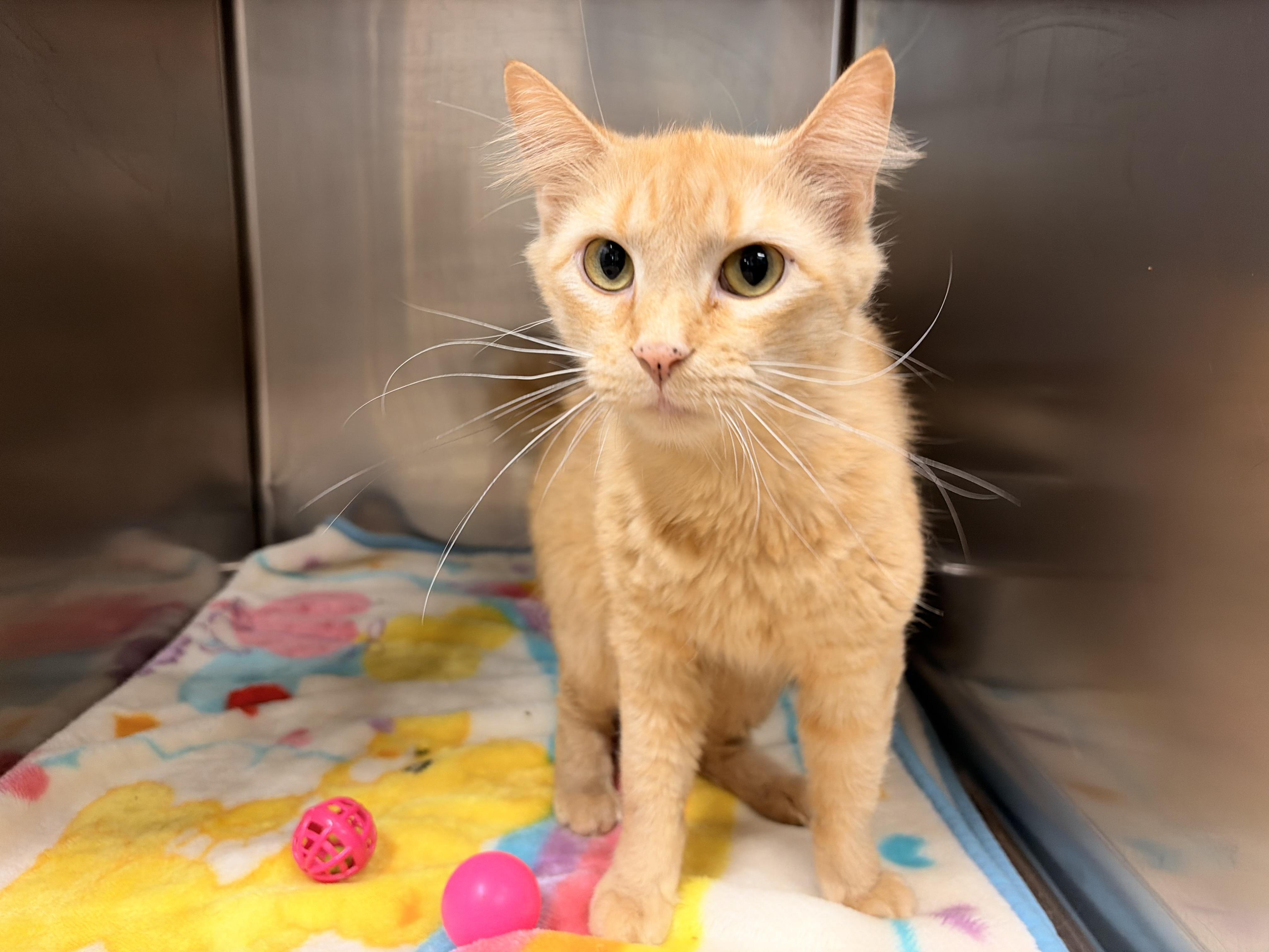 Enlarge Lobelia, a ADOPTABLE Domestic Medium Hair in Saint Charles, MO image 1/1