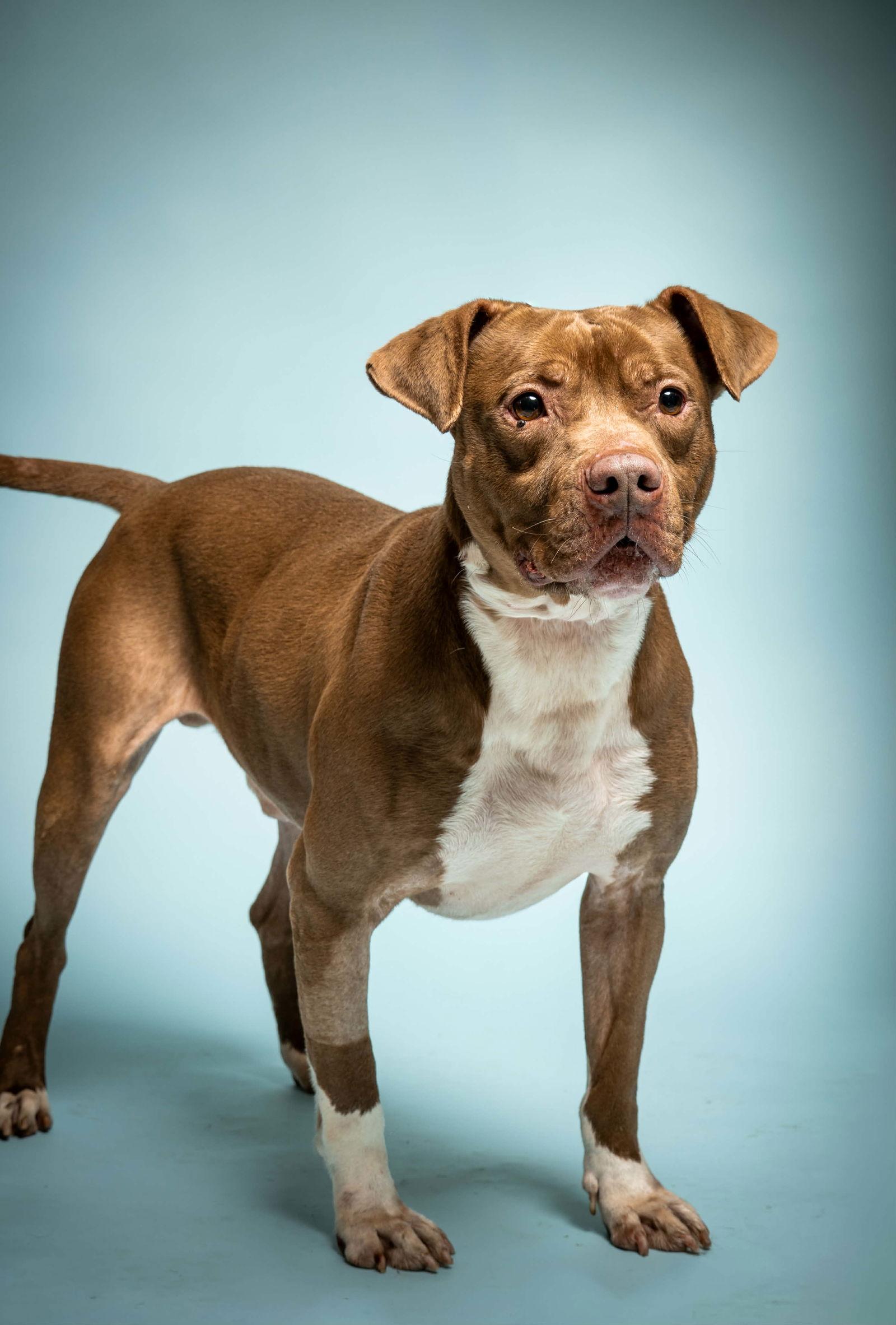 Enlarge Drakko, a Adoptable Pit Bull Terrier in Richardson, TX image 1/1