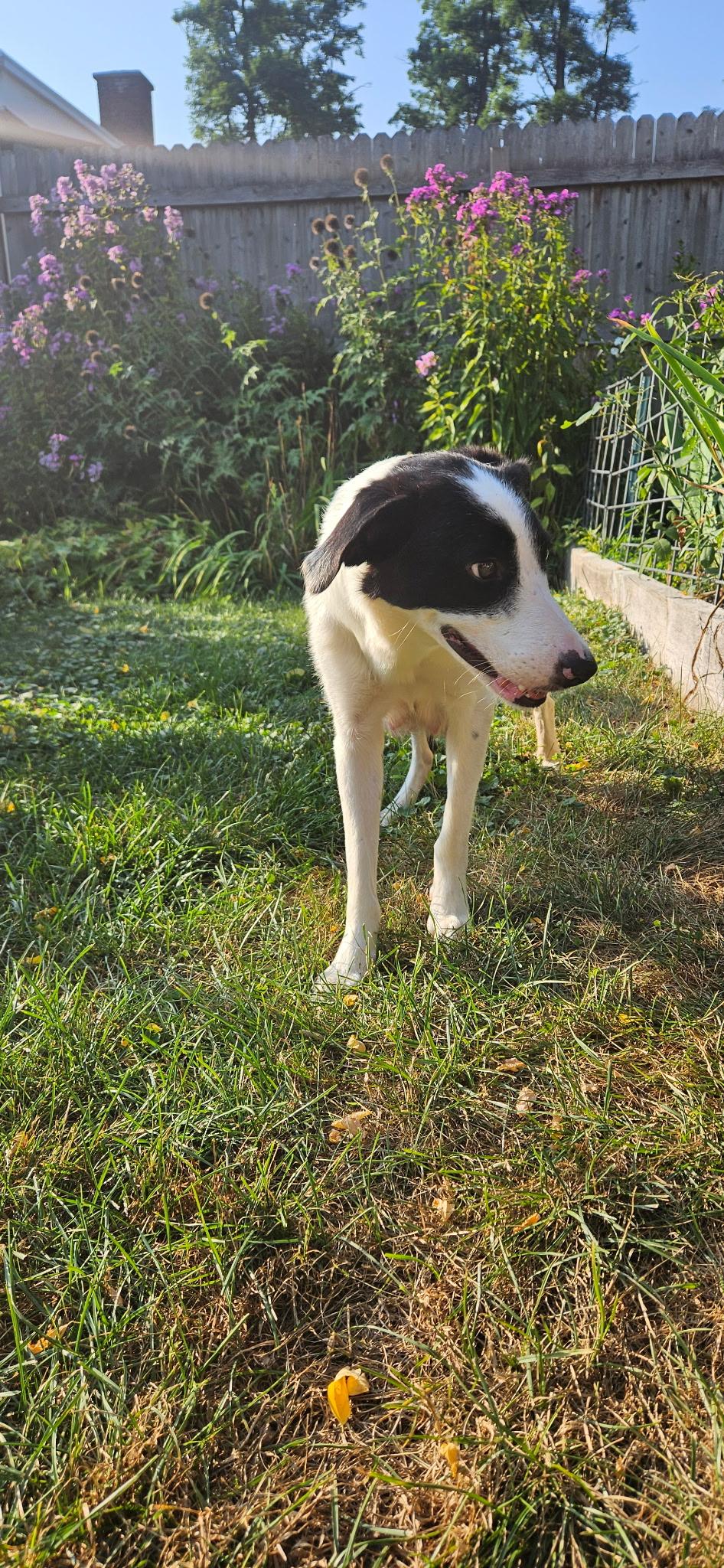 Willow