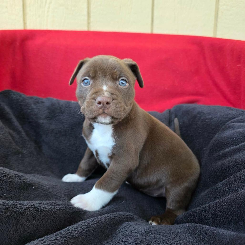 Enlarge Noodle, a Adoptable Pit Bull Terrier in Jackson, MO image 1/6