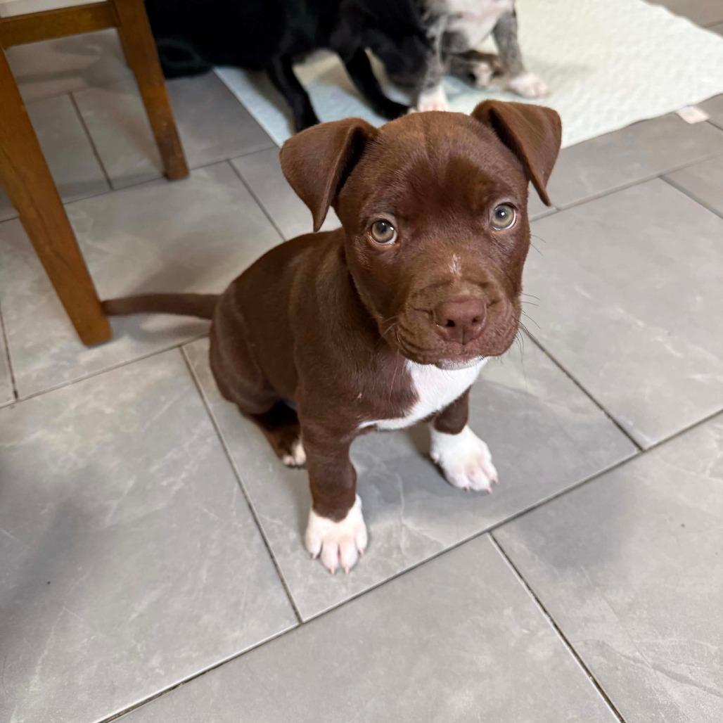 Enlarge Noodle, a Adoptable Pit Bull Terrier in Jackson, MO image 3/6