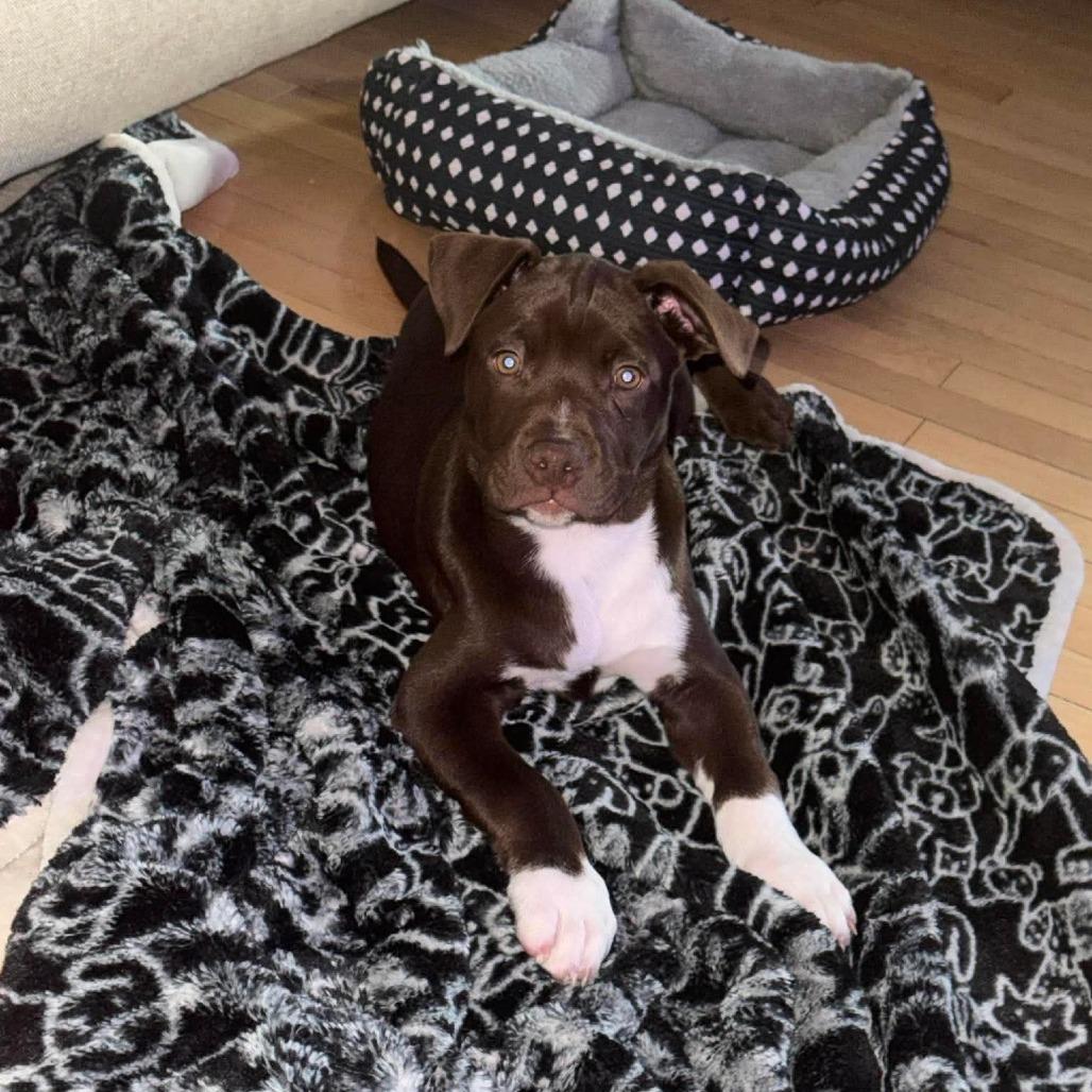 Enlarge Noodle, a Adoptable Pit Bull Terrier in Jackson, MO image 5/6
