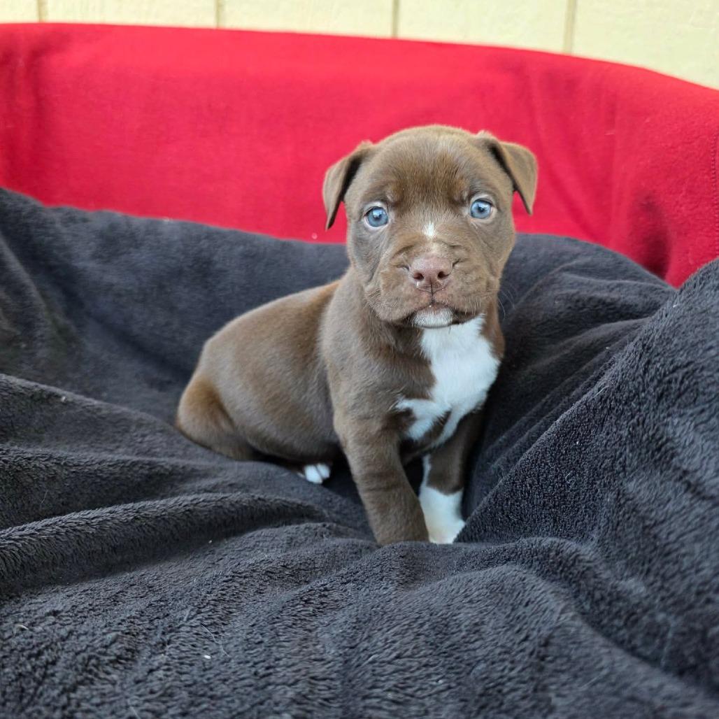 Enlarge Noodle, a Adoptable Pit Bull Terrier in Jackson, MO image 6/6