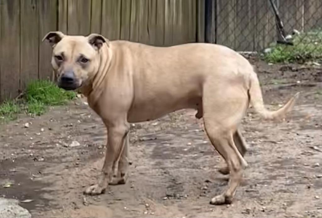 Enlarge Snoopie Doopie, a Adoptable Labrador Retriever in Little Rock, AR image 2/3