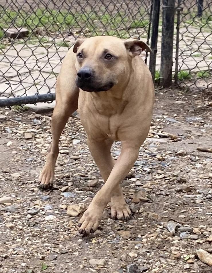 Enlarge Snoopie Doopie, a Adoptable Labrador Retriever in Little Rock, AR image 1/3