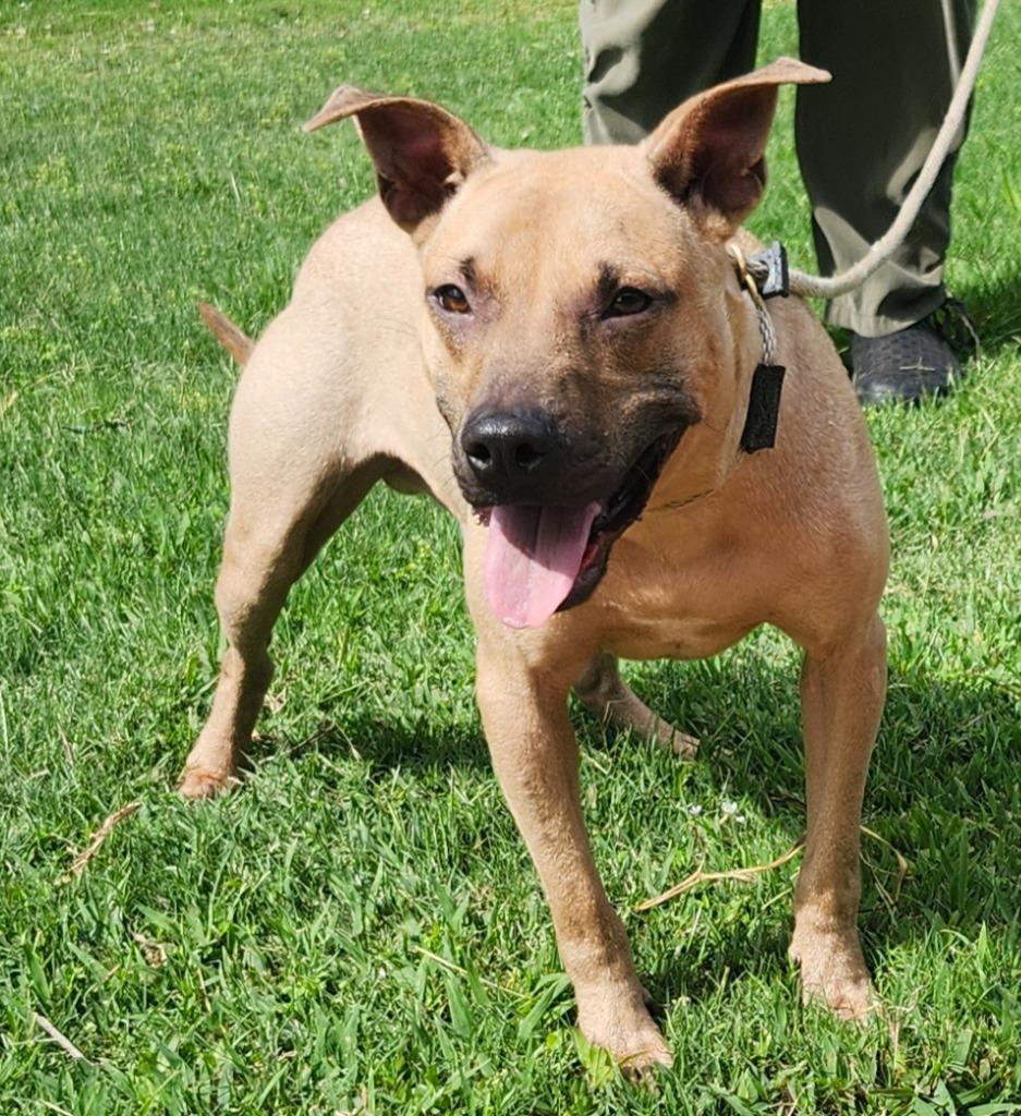 Snoopie Doopie, a Adoptable Labrador Retriever image 1/3