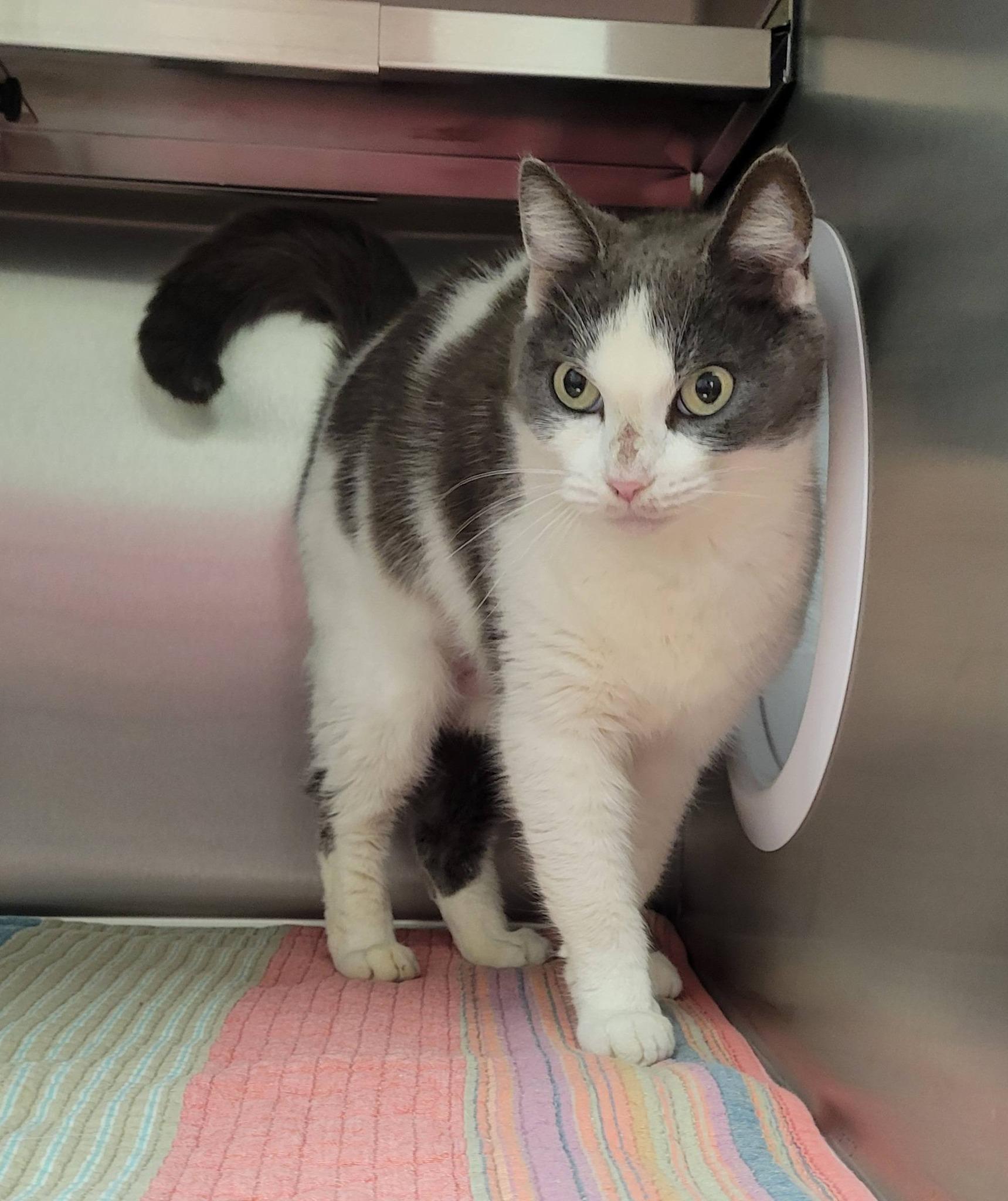 Enlarge Sweety, an adopted Domestic Short Hair in LaPlace, LA image 3/5