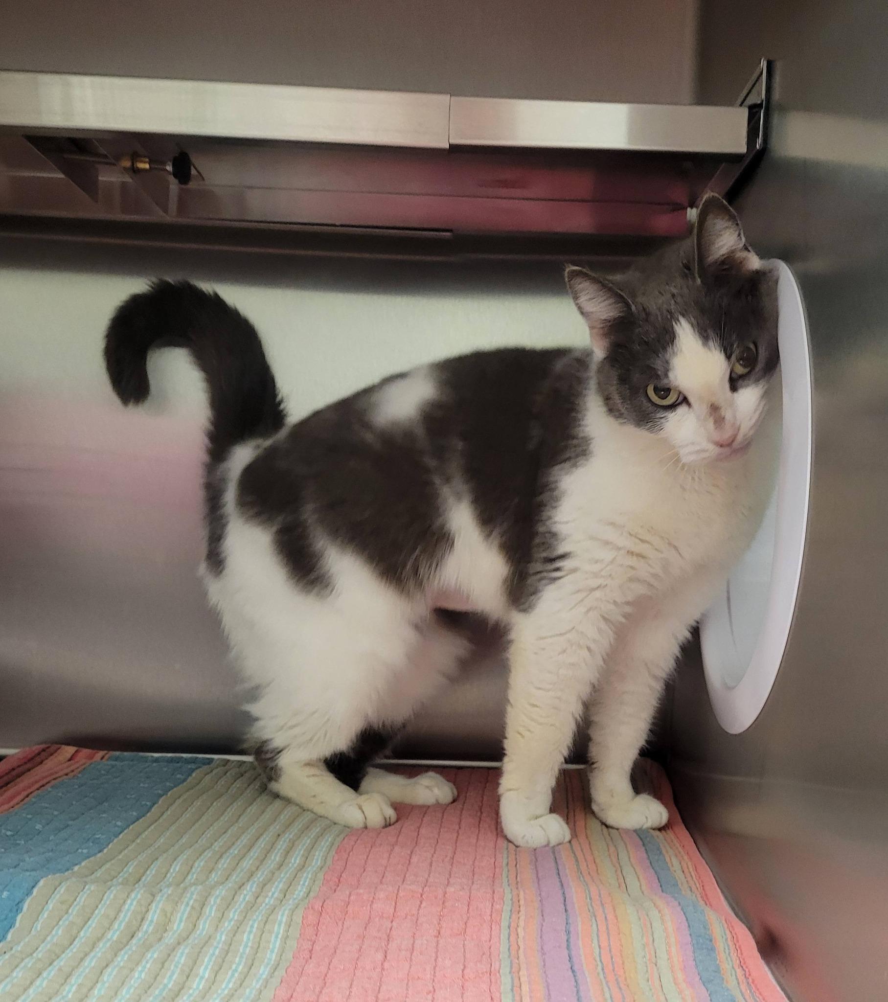 Enlarge Sweety, an adopted Domestic Short Hair in LaPlace, LA image 2/5