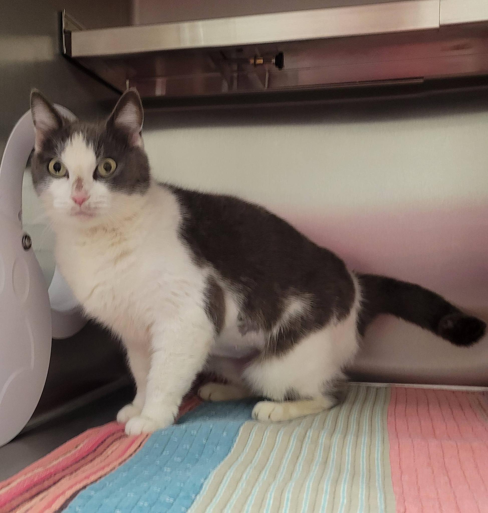 Enlarge Sweety, an adopted Domestic Short Hair in LaPlace, LA image 4/5