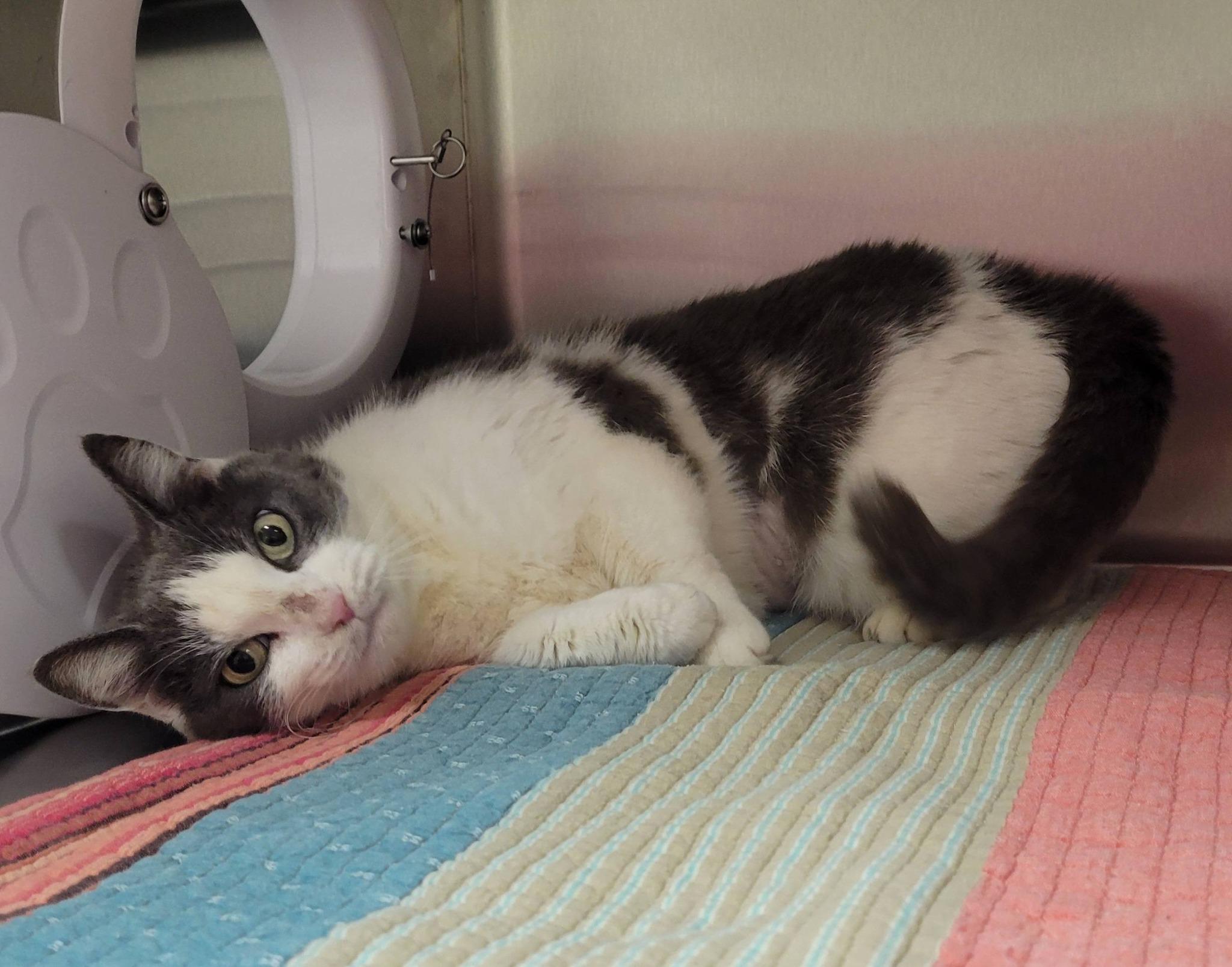 Enlarge Sweety, an adopted Domestic Short Hair in LaPlace, LA image 5/5