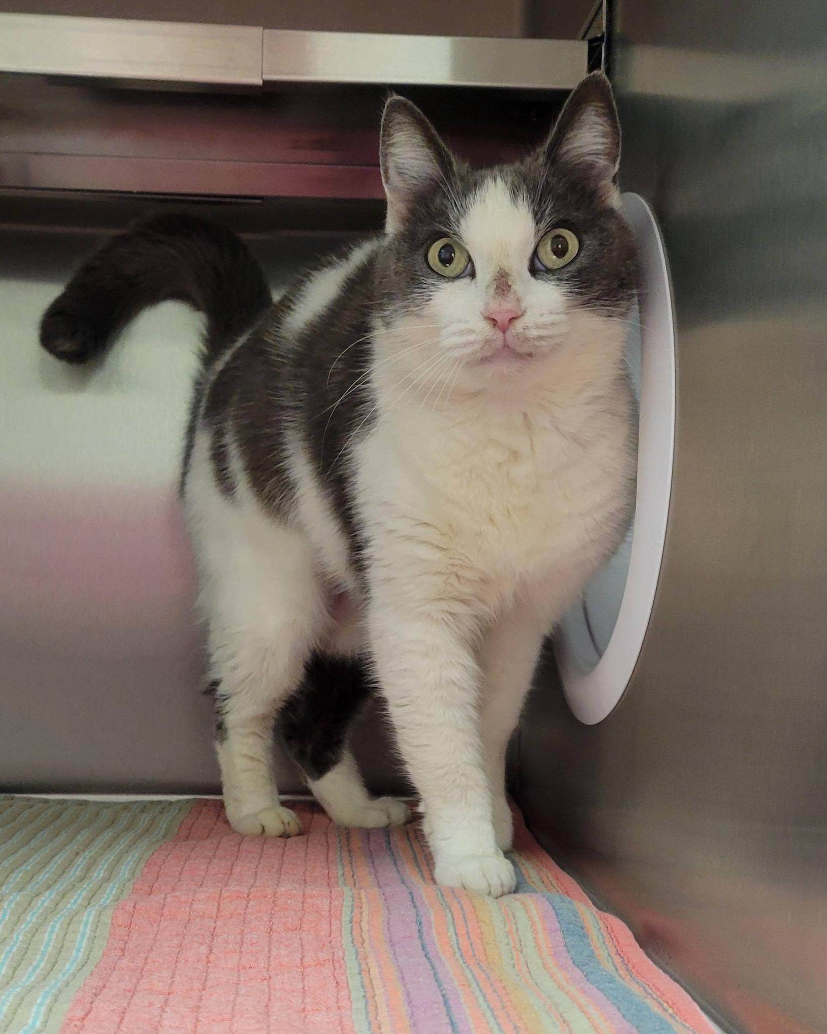 Enlarge Sweety, an adopted Domestic Short Hair in LaPlace, LA image 1/5