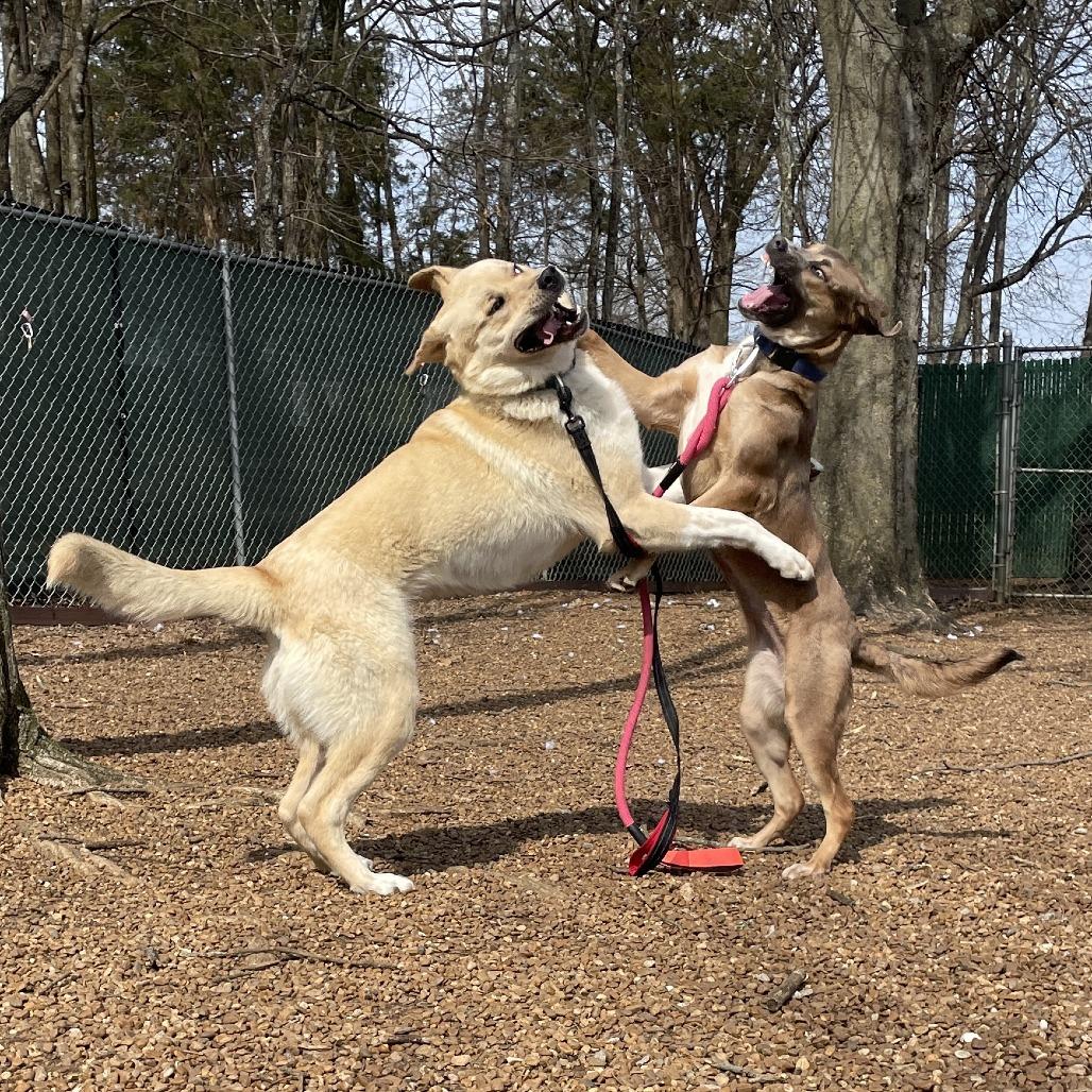 Nibbles, Adoptable, Young Male Great Pyrenees & Labrador Retriever.