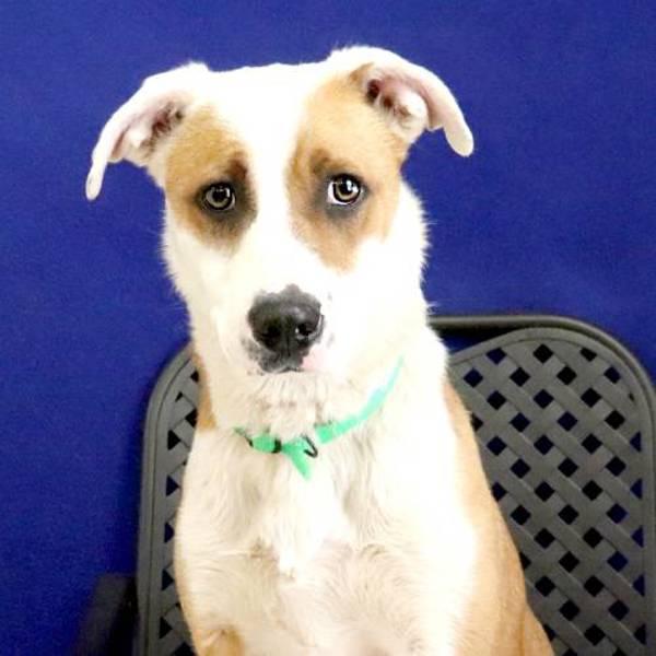 Trixie, Adoptable, Young Female Catahoula Leopard Dog & Hound.
