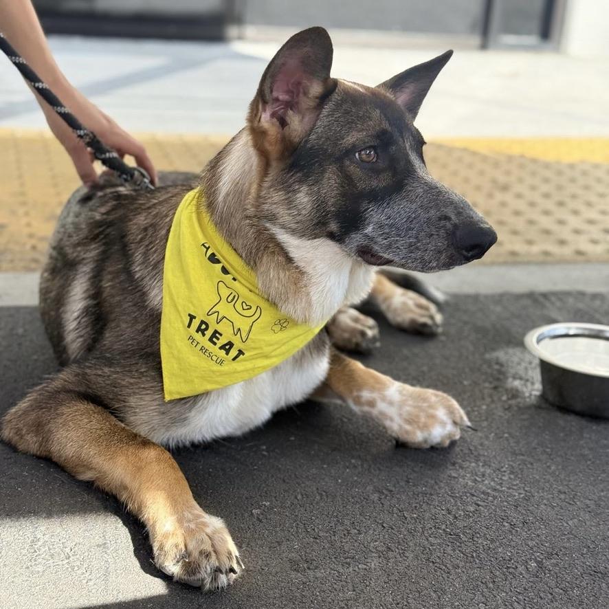 Enlarge Hazel, a Adopted mixed breed in Huntington Beach, CA image 3/5