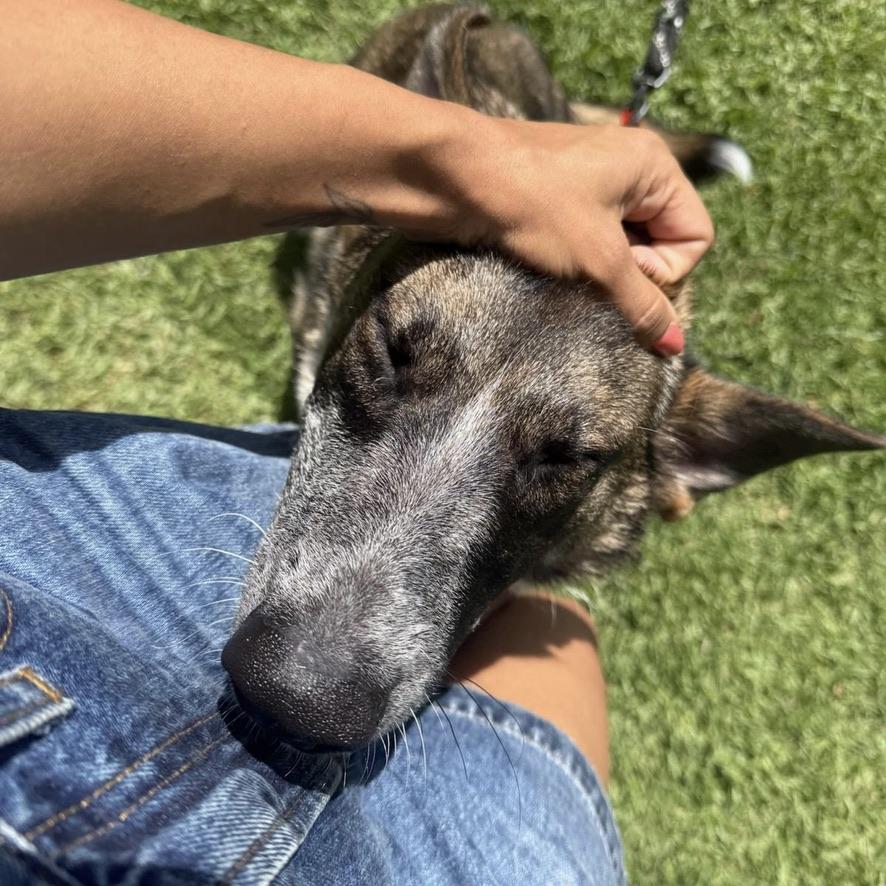 Enlarge Hazel, a Adopted mixed breed in Huntington Beach, CA image 5/5