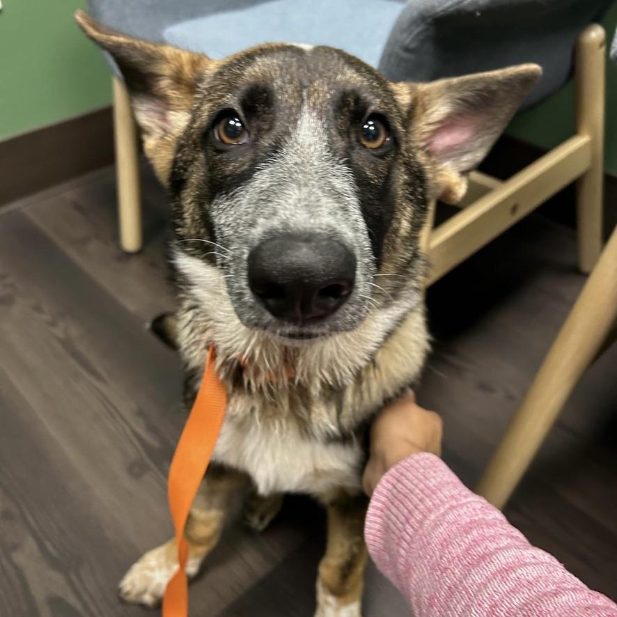 Enlarge Hazel, a Adopted mixed breed in Huntington Beach, CA image 2/5
