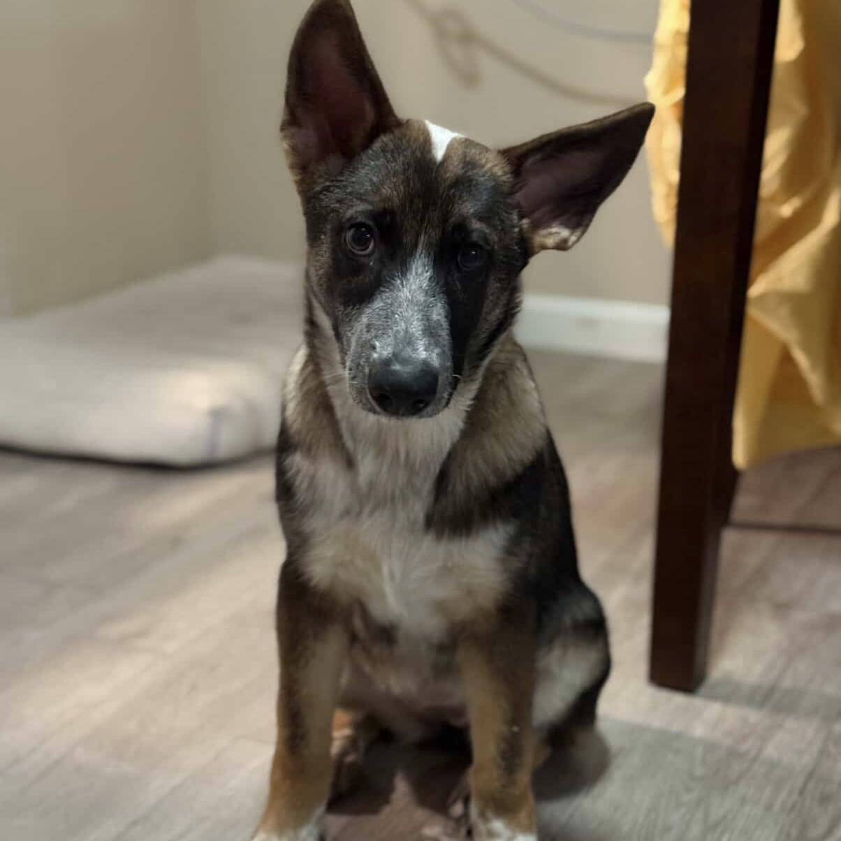 Enlarge Hazel, a Adoptable mixed breed in Huntington Beach, CA image 3/6