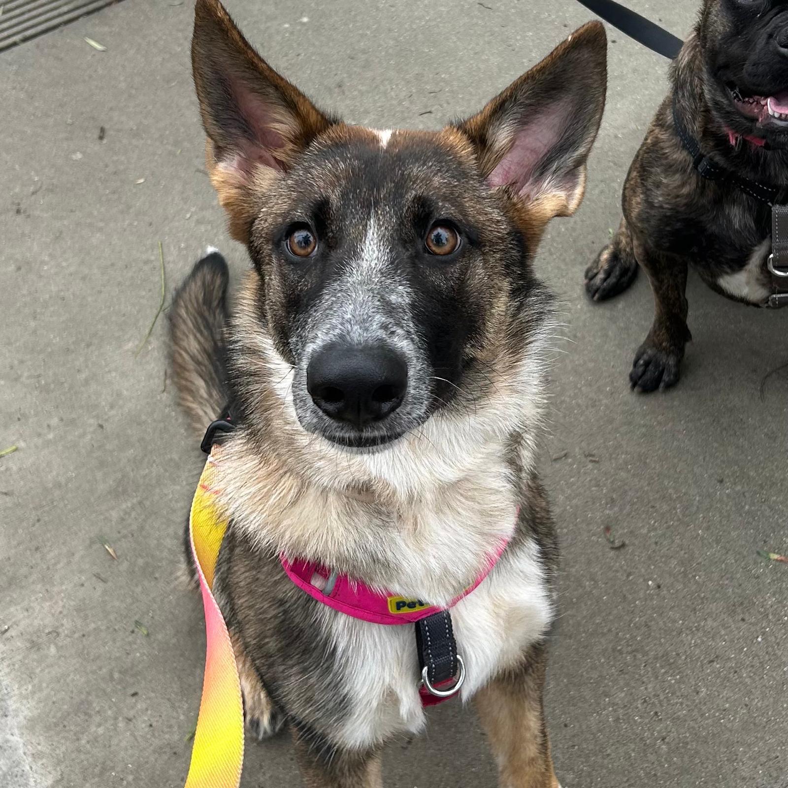 Enlarge Hazel, a Adoptable mixed breed in Huntington Beach, CA image 2/5