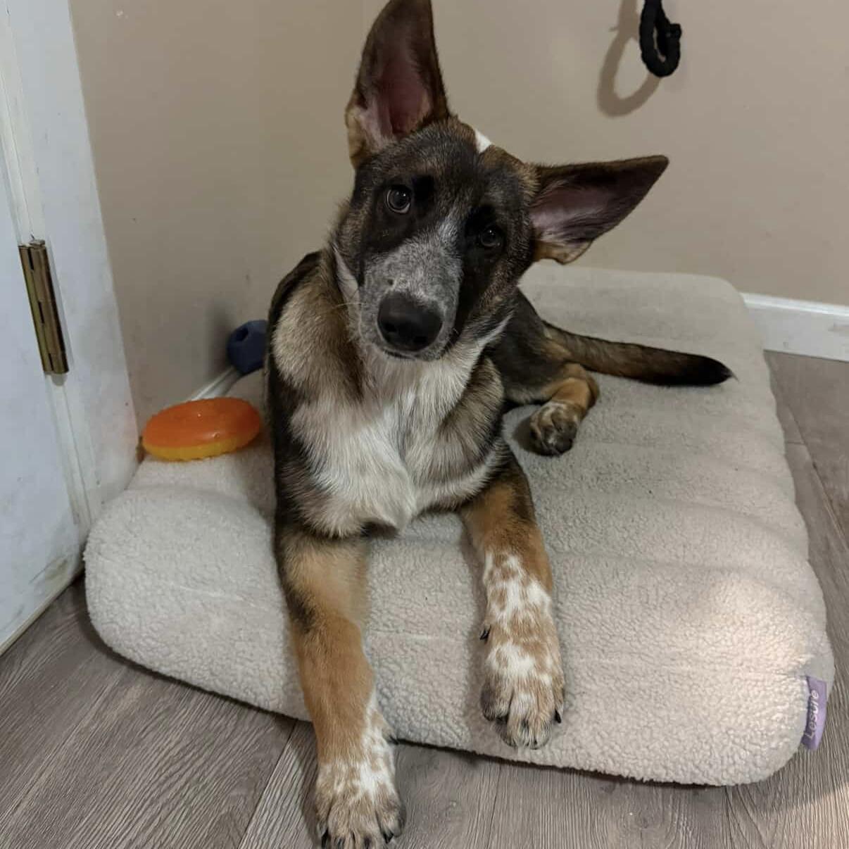 Enlarge Hazel, a Adoptable mixed breed in Huntington Beach, CA image 5/6