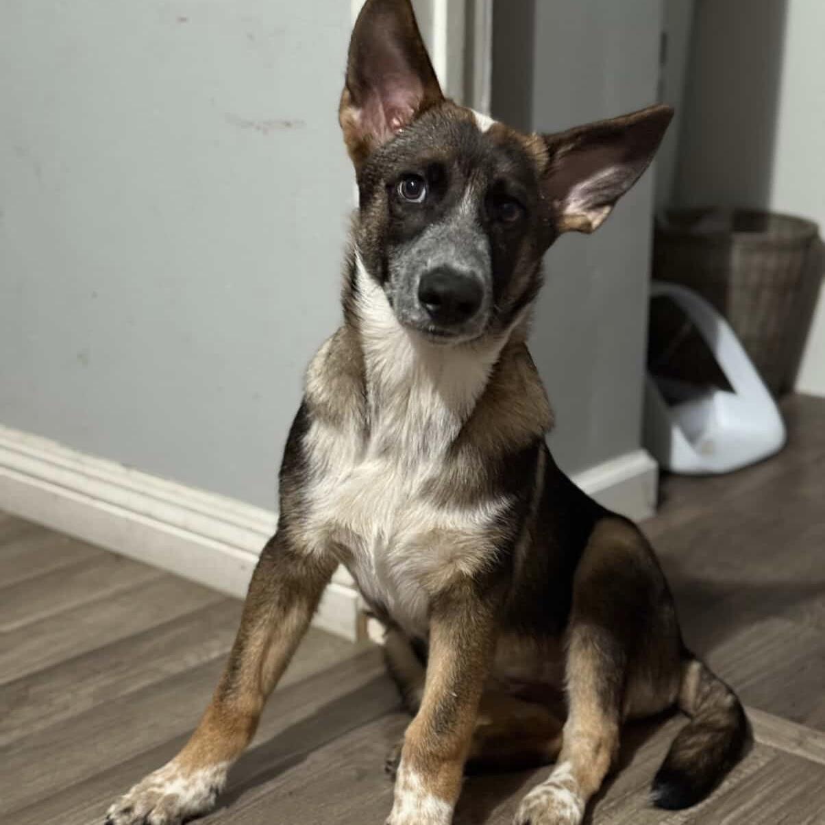 Enlarge Hazel, a Adoptable mixed breed in Huntington Beach, CA image 4/6