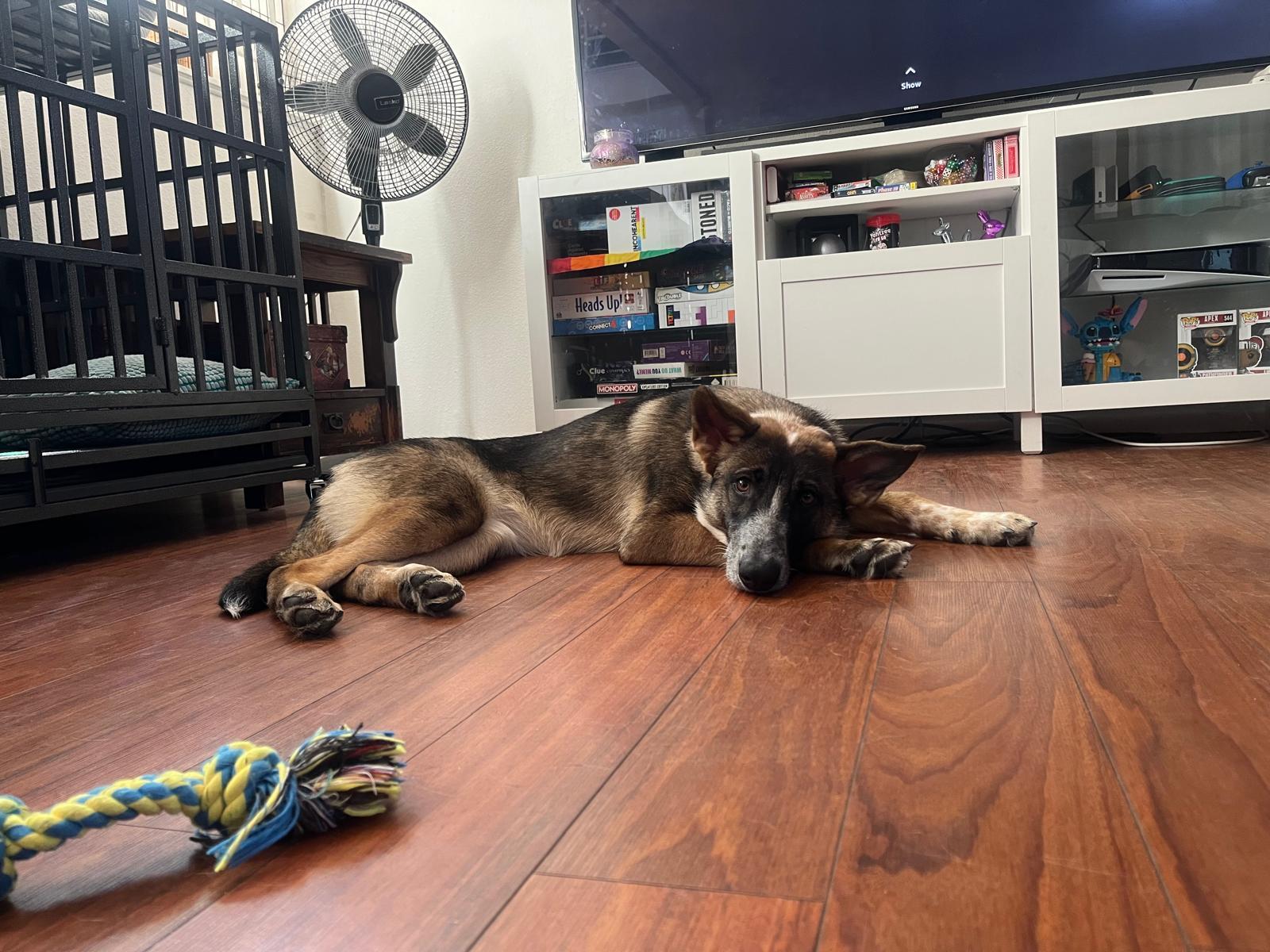 Enlarge Hazel, a Adoptable mixed breed in Huntington Beach, CA image 4/5