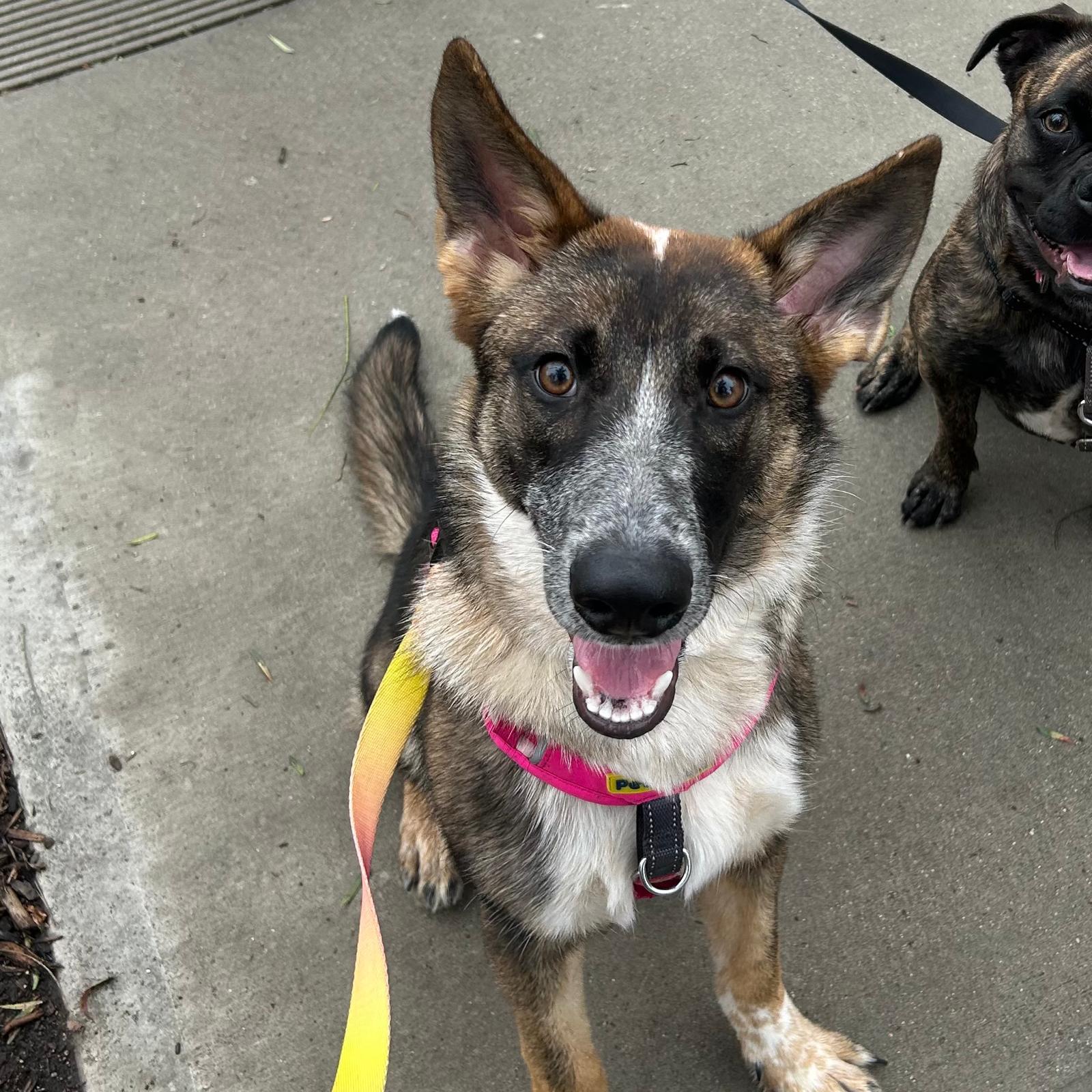 Enlarge Hazel, a Adoptable mixed breed in Huntington Beach, CA image 3/5