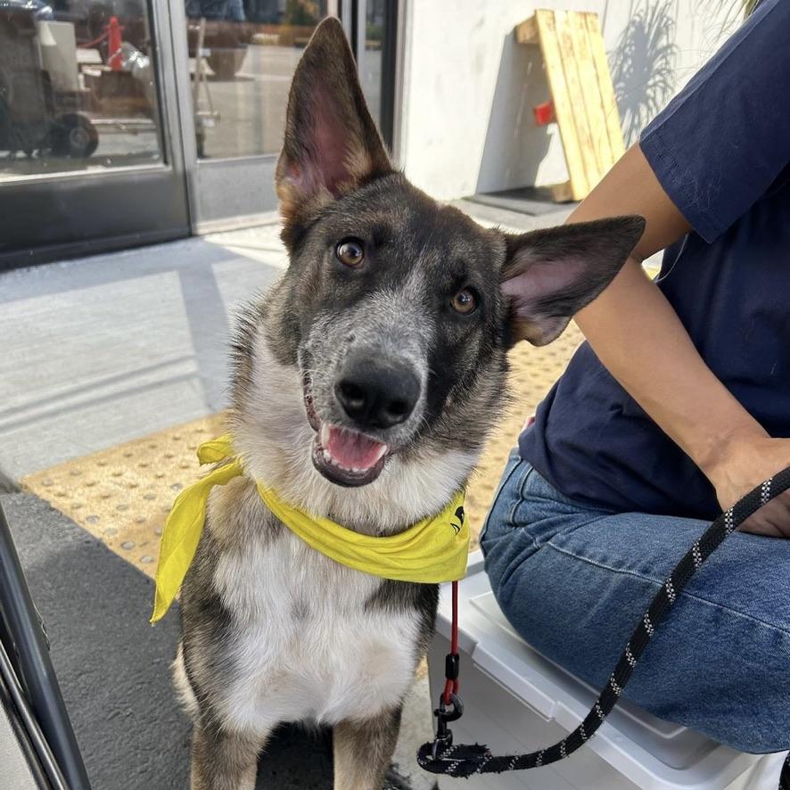 Enlarge Hazel, a Adopted mixed breed in Huntington Beach, CA image 1/5