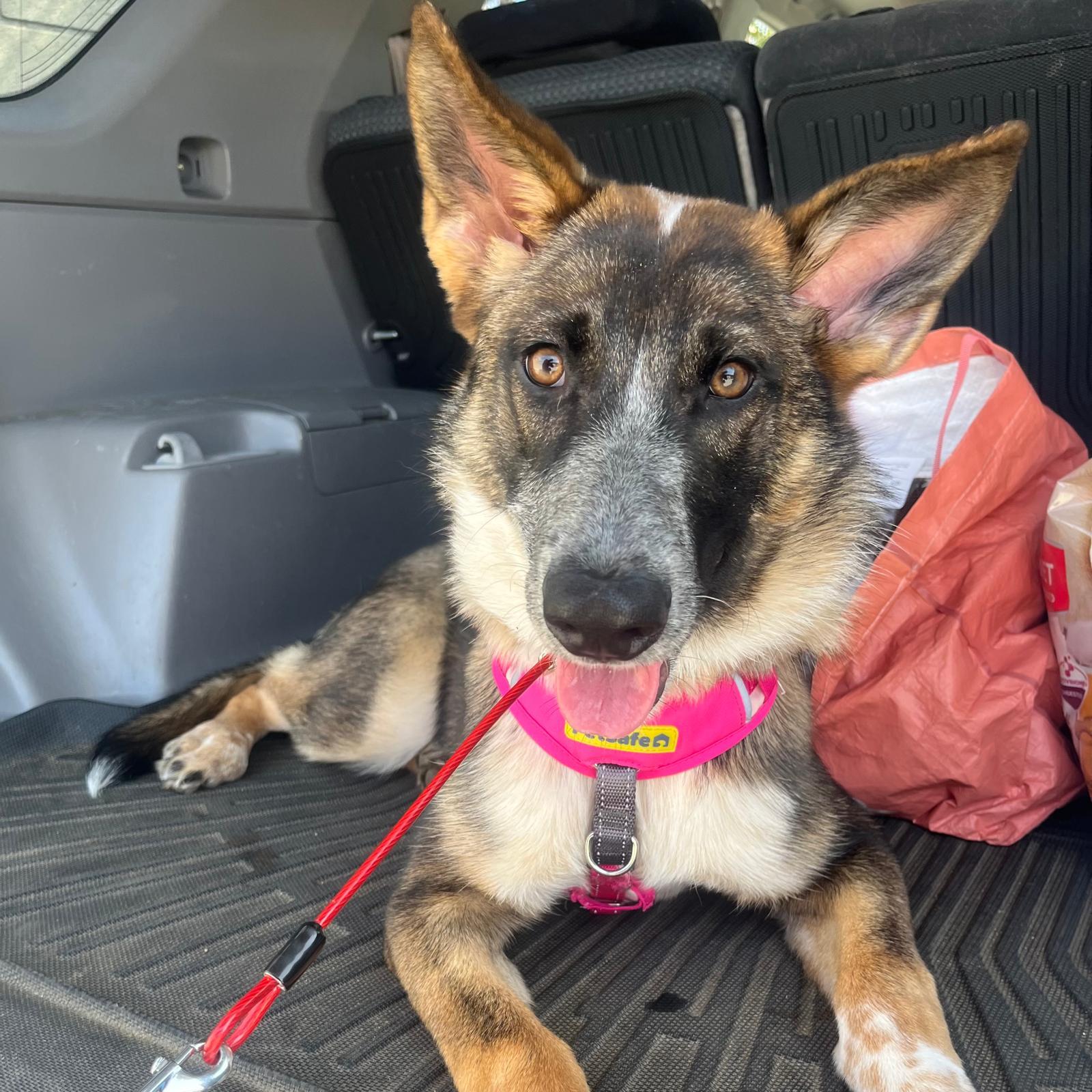 Enlarge Hazel, a Adoptable mixed breed in Huntington Beach, CA image 1/5